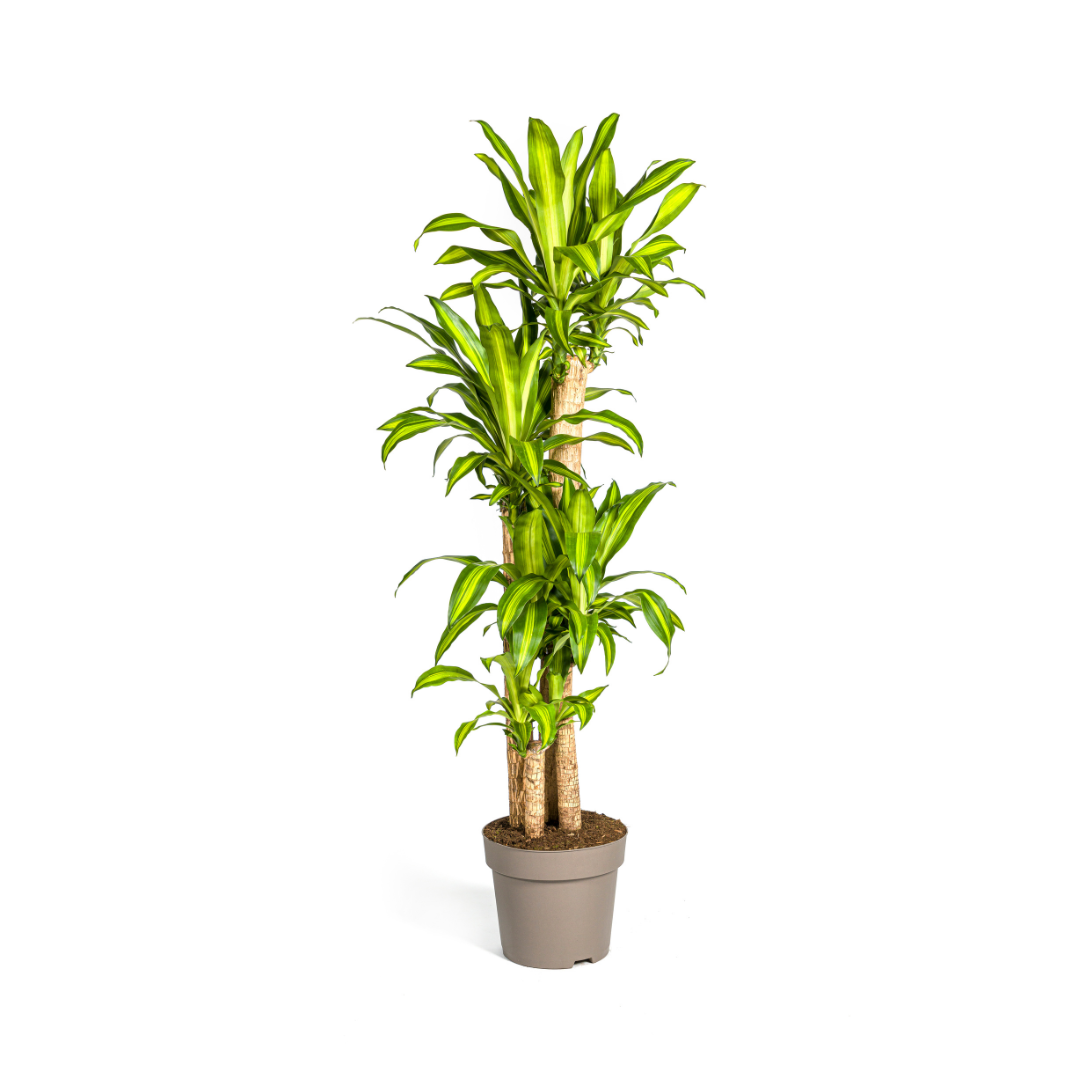 Dracaena fragrans Massangeana (Drachenbaum) Ø30 cm – ca. 170–190 cm