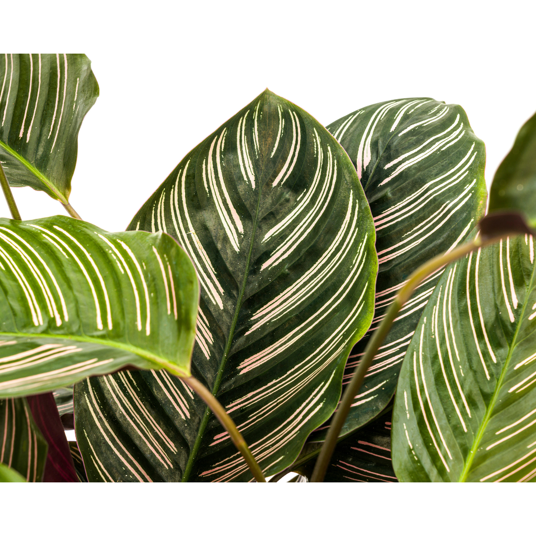 Calathea ornata Sanderiana (Korbmarante) Ø27 cm – ca. 60–80 cm