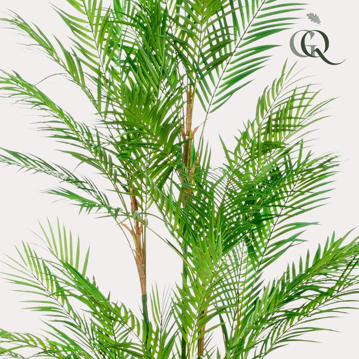 Kunstpflanze - Chamaedorea Elegans - Bergpalme