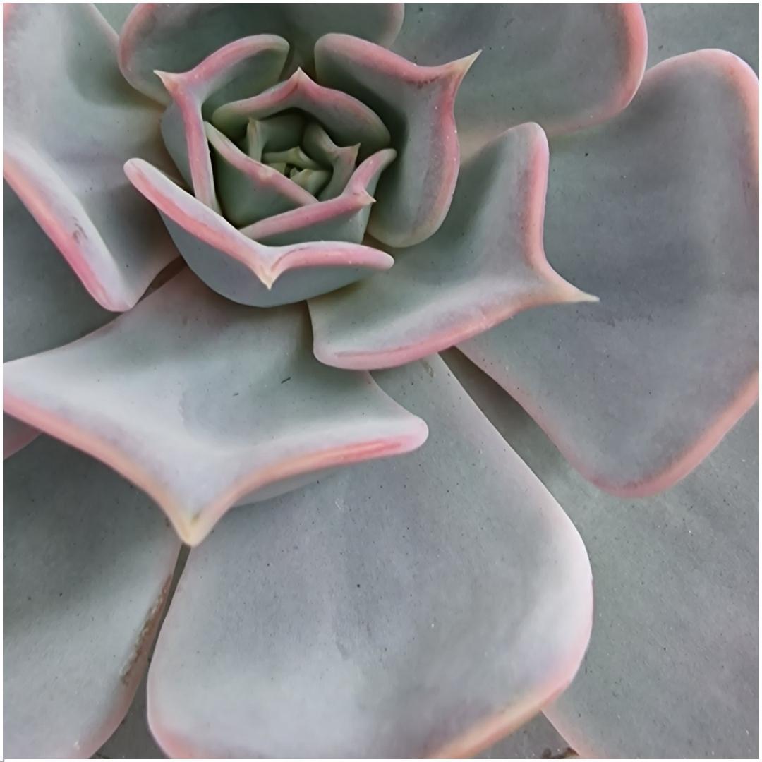ROOTLESS Echeveria lilacina – Sukkulente in schwarzer Schale – Ø20 cm – ca. 5 cm