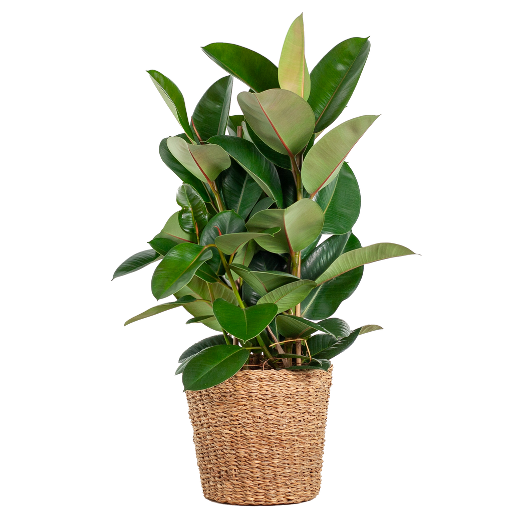 Ficus Elastica Robusta XL mit Korb Torun - 90cm - Ø27