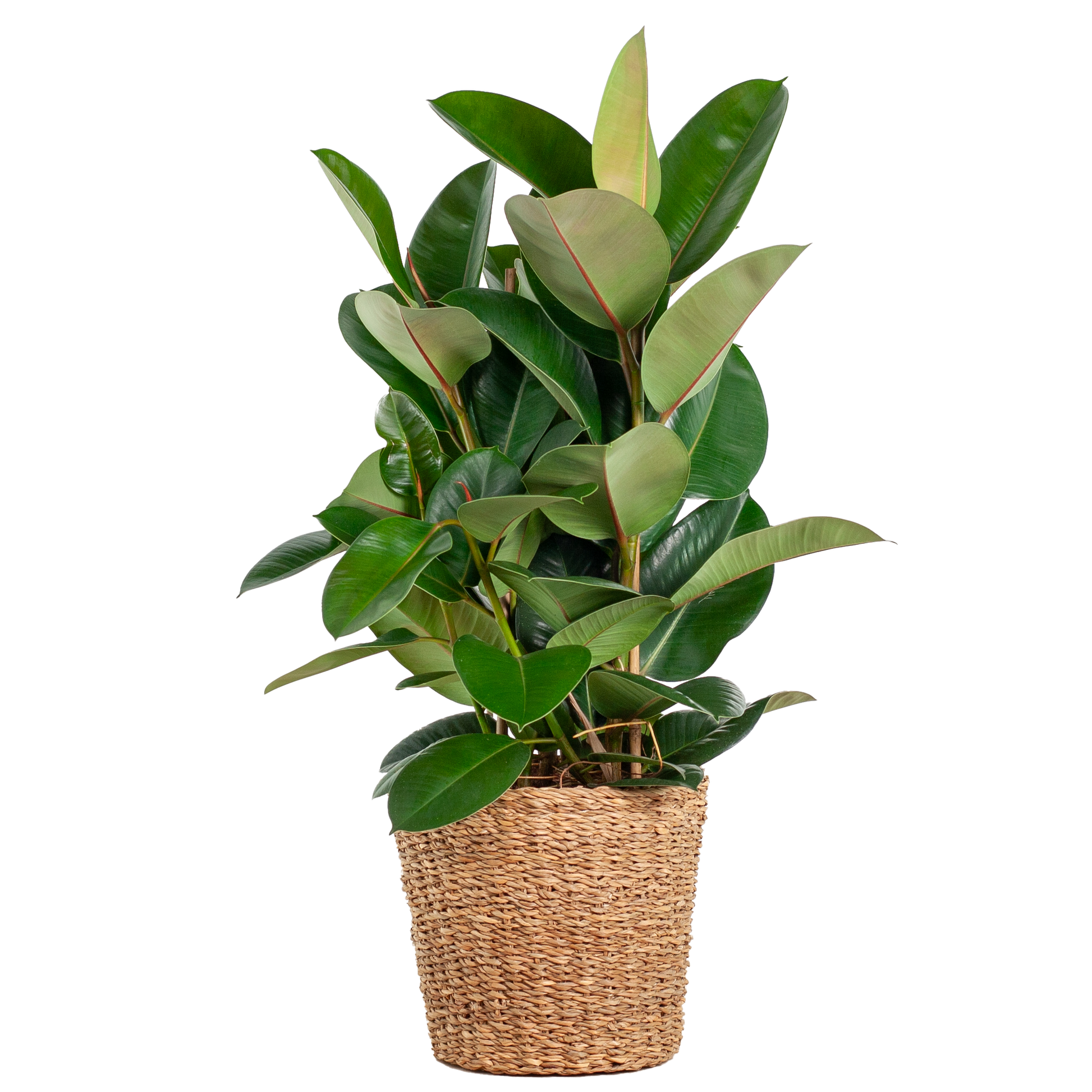Ficus Elastica Robusta XL mit Korb Torun - 90cm - Ø27