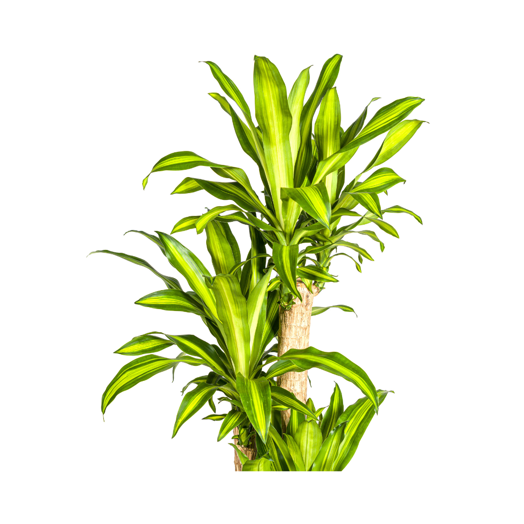 Dracaena fragrans Massangeana (Drachenbaum)