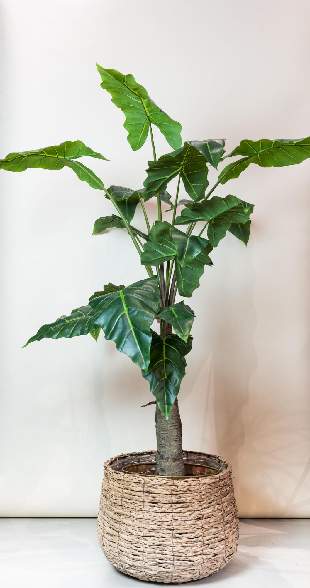 Kunstpflanze - Alocasia