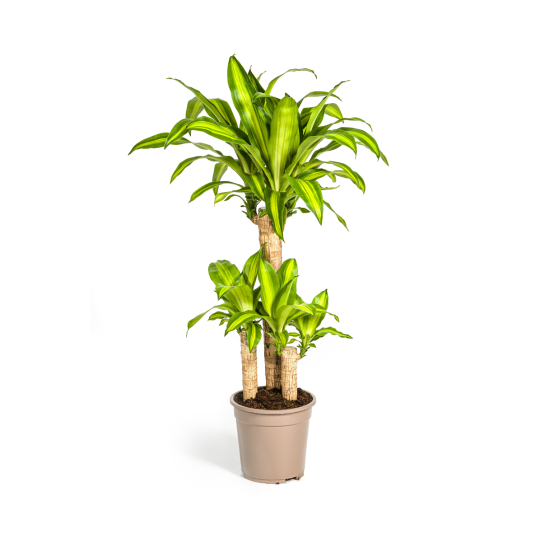 Dracaena fragrans Massangeana (Drachenbaum) Ø21 cm – ca. 90–110 cm