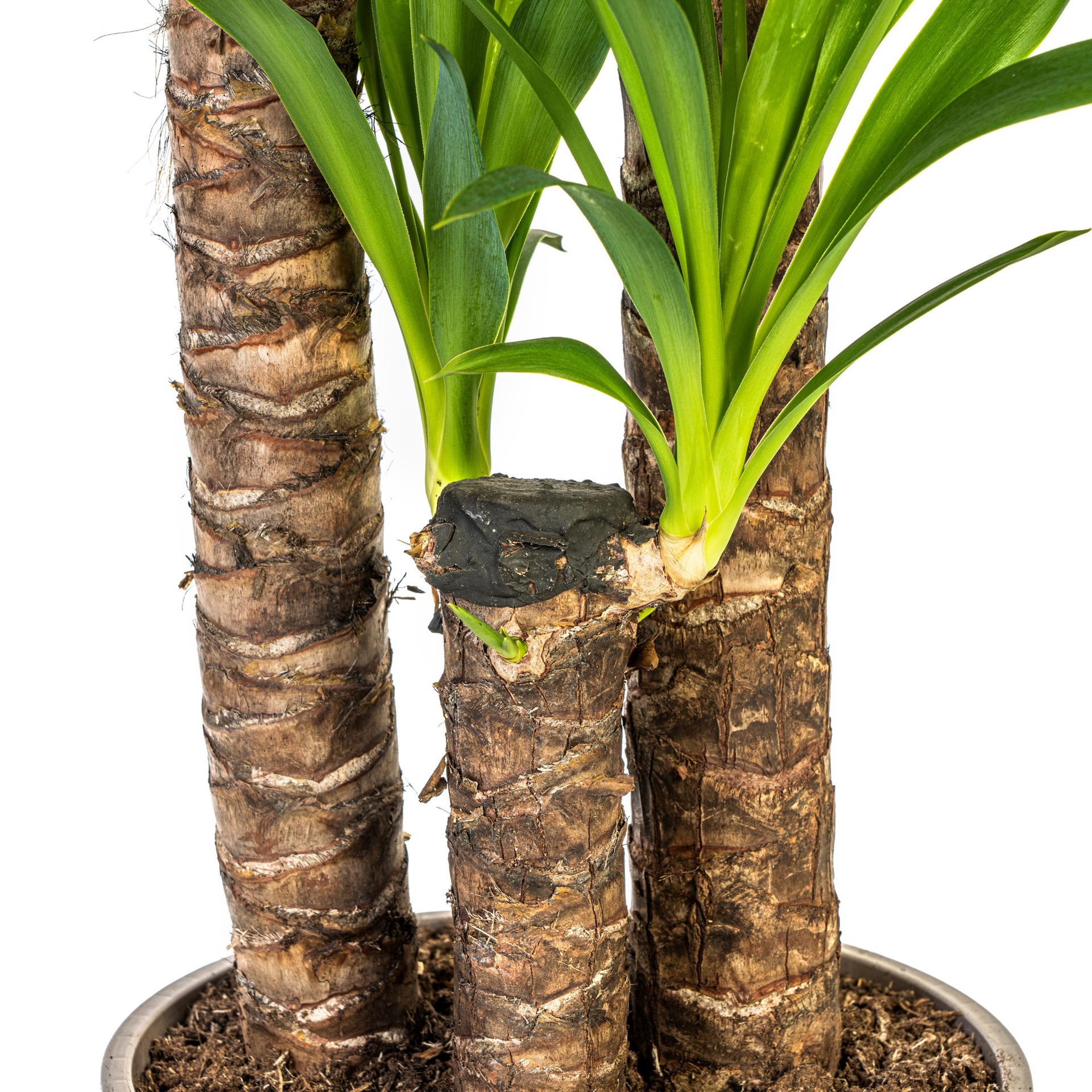 Yucca elephantipes (Palmlilie) Ø24 cm – ca. 120–140 cm