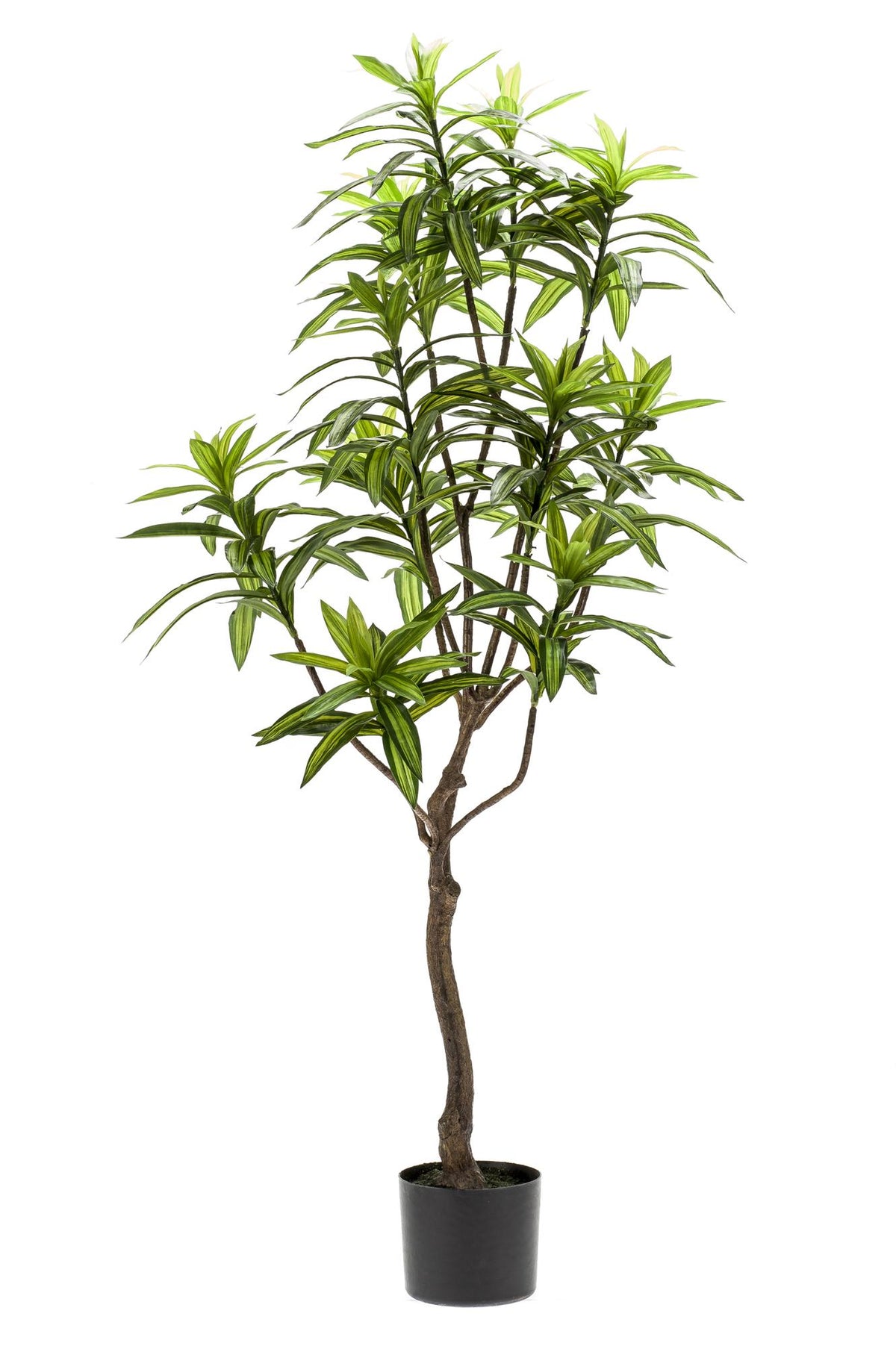 Kunstpflanze - Dracaena - Drachenbaum