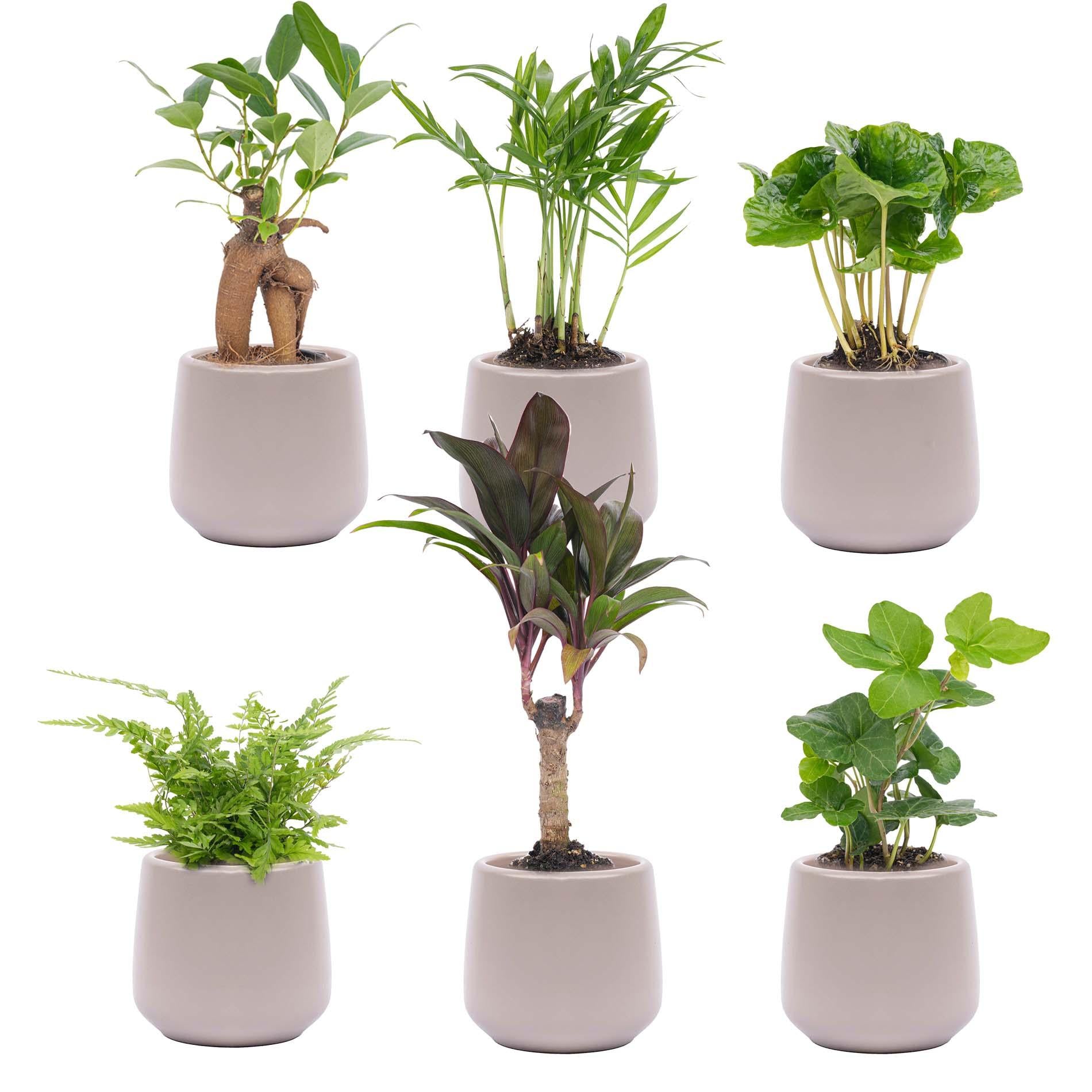 Mini-Zimmerpflanzen-Set – 6 Pflanzen inkl. 6 Joey-Töpfe Grau