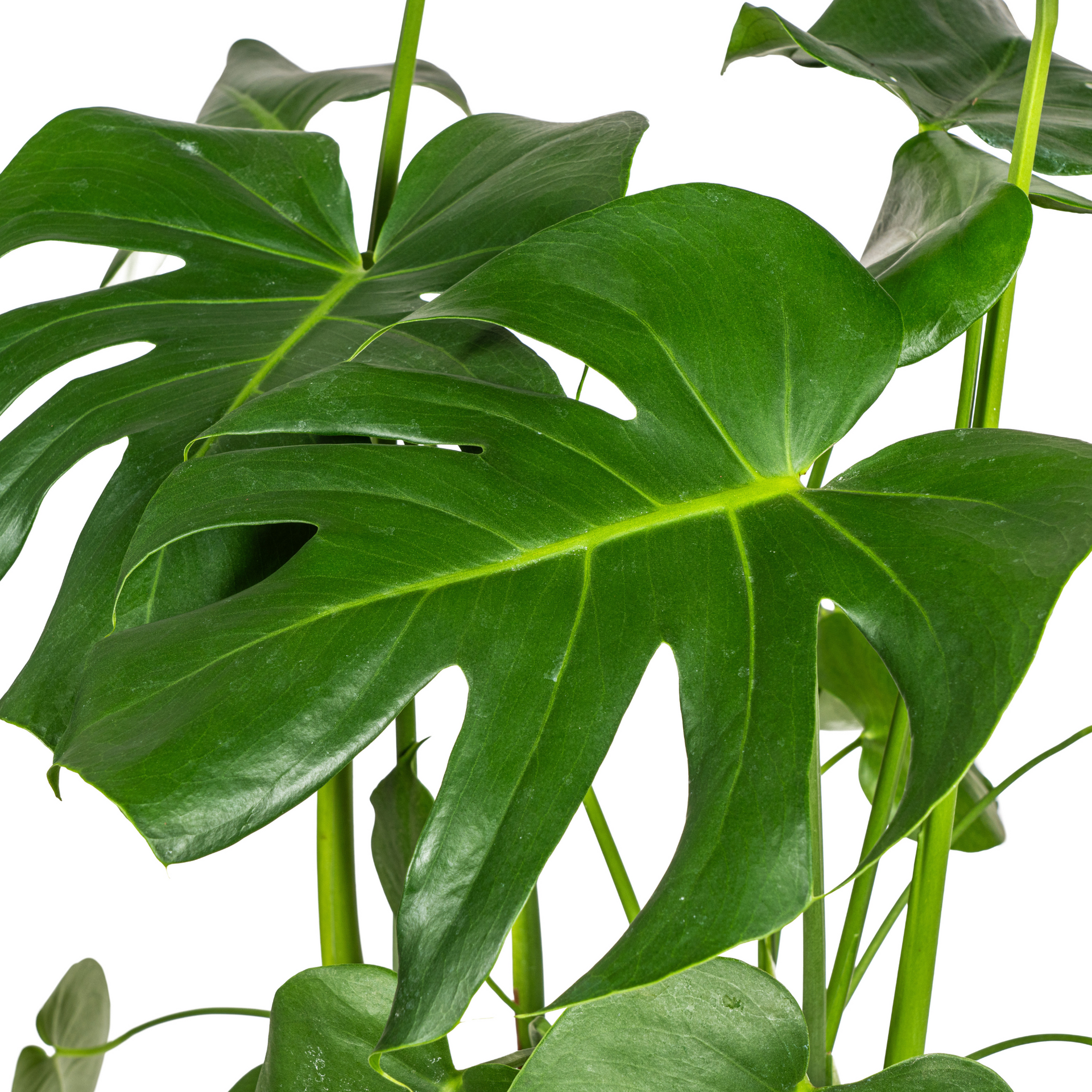 Monstera deliciosa Tauerii (Fensterblatt) Ø21 cm – ca. 70–90 cm