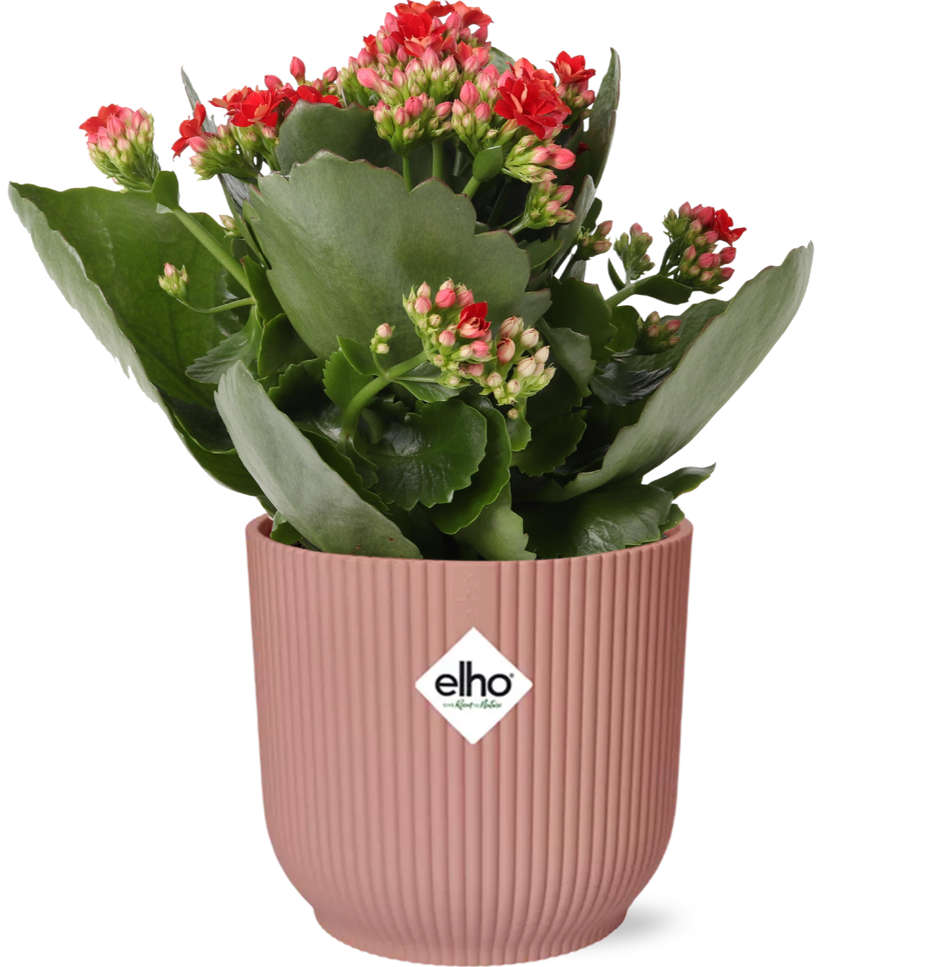 Kalanchoe Rosalina Don Justino Rot im ELHO Vibes Fold Topf Rosa – Ø14 cm