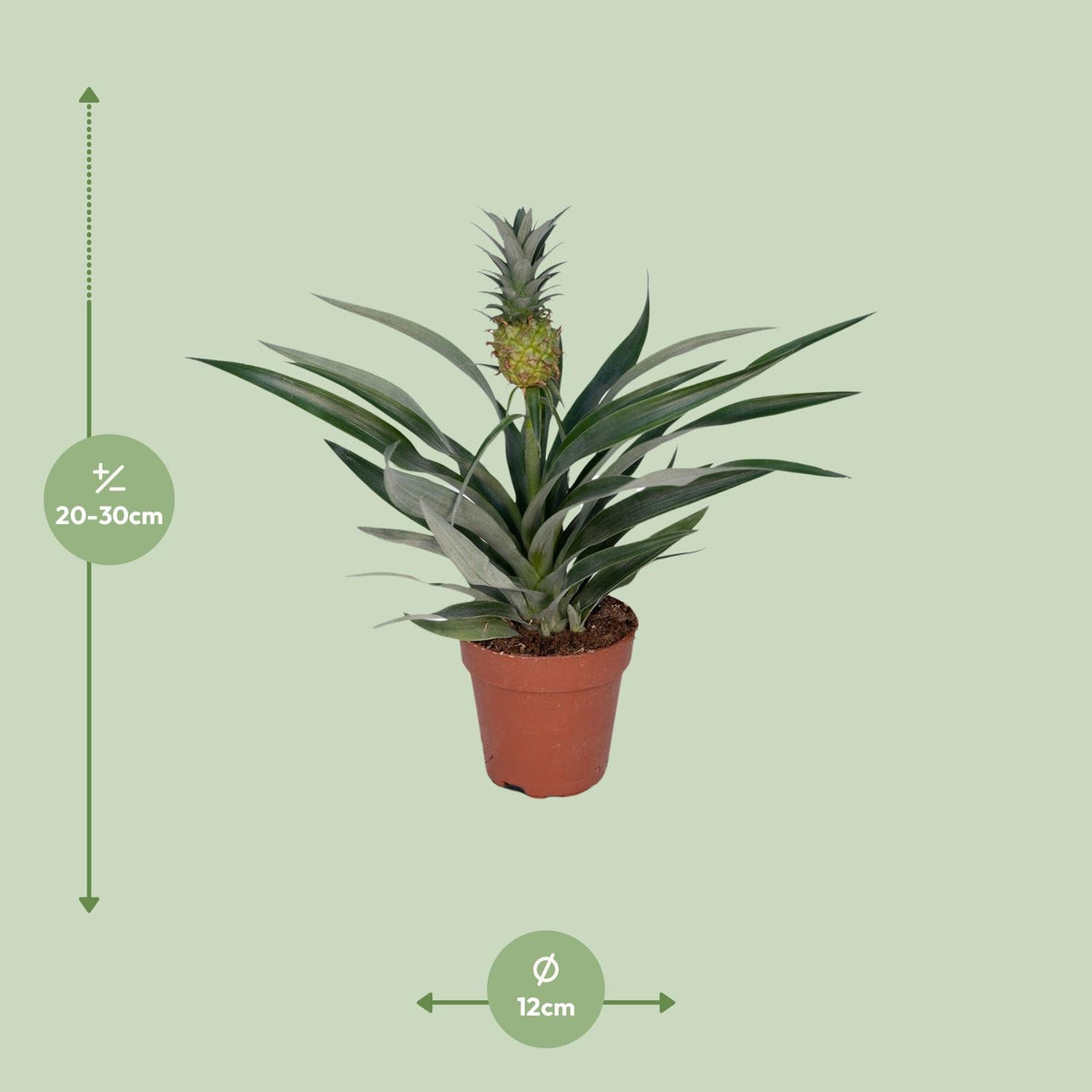 Zierananas (Bromelie)