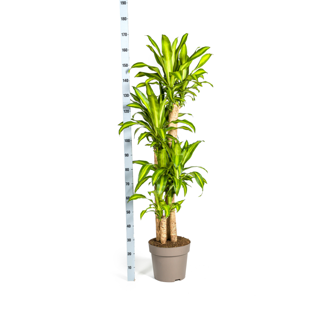 Dracaena fragrans Massangeana (Drachenbaum)