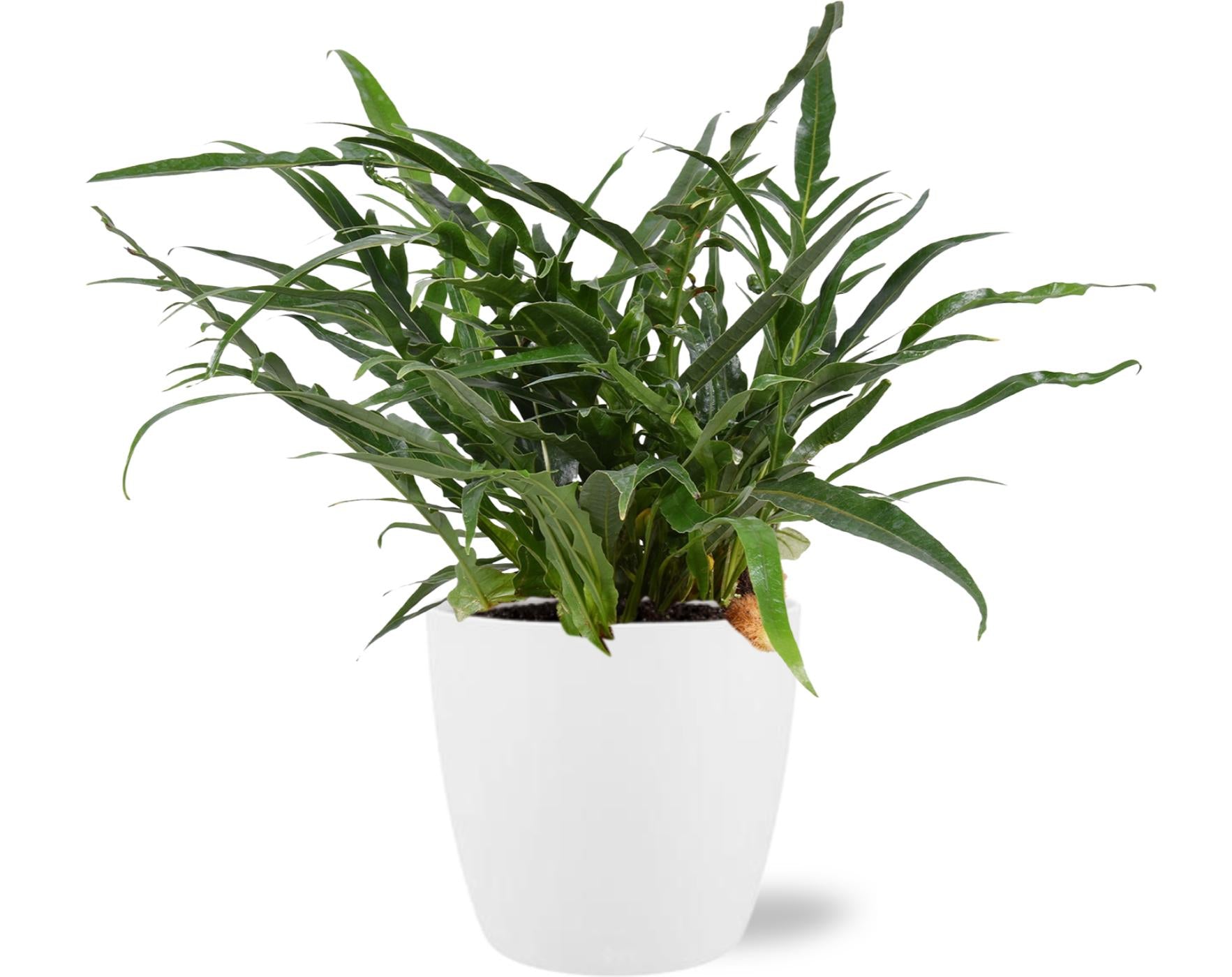 Aglaomorpha Coronans - Ø17cm - ↕45cm + Pot Brussels D18x17cm - Weiß