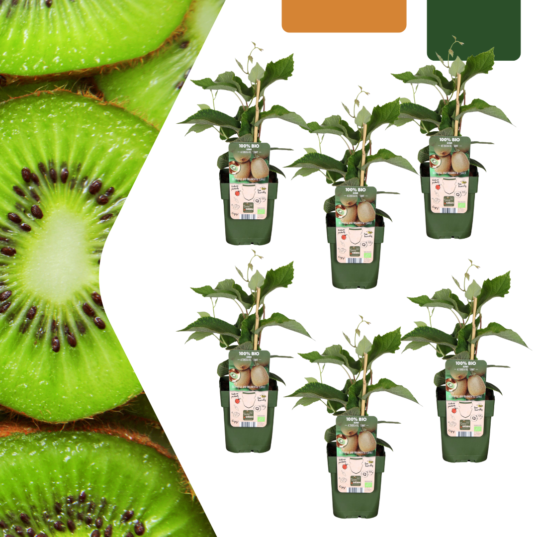 6 selbstbestäubende Bio-Kiwipflanzen (Actinidia deliciosa) – Ø13 cm – ca. 20 cm