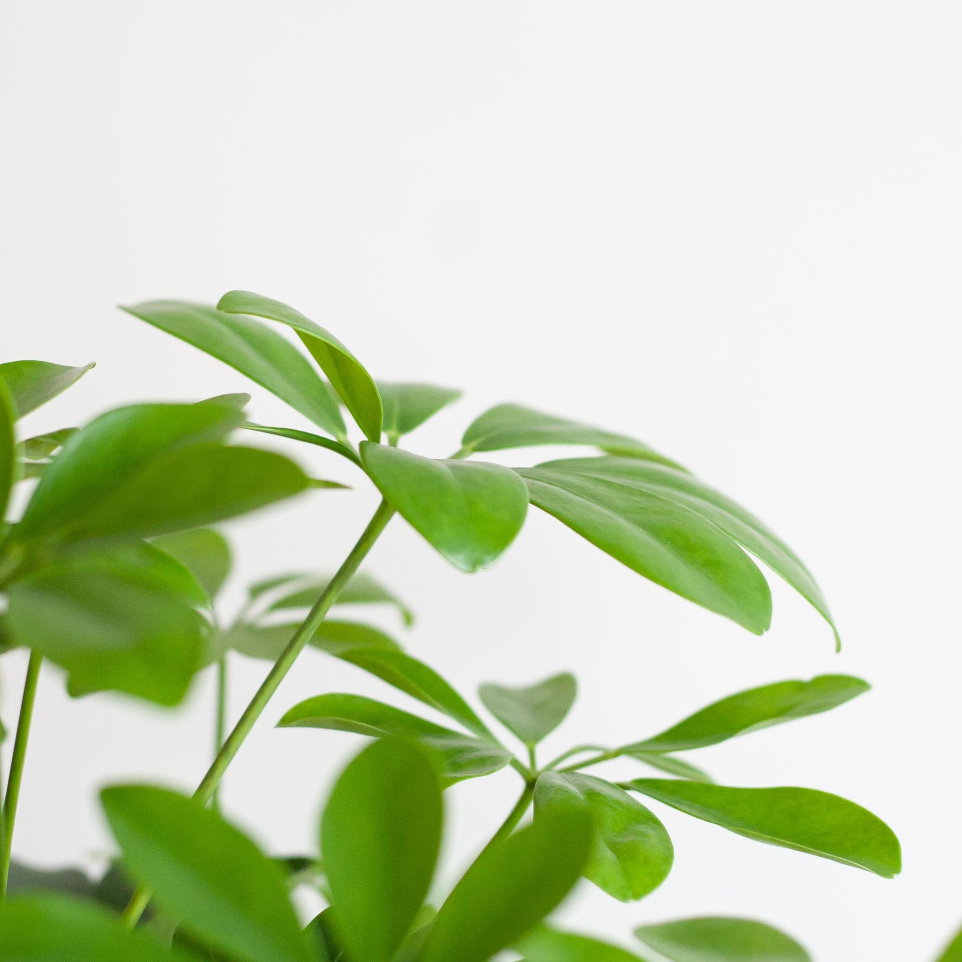 Schefflera arboricola Nora (Strahlenaralie) mit Potter-Topf Weiß