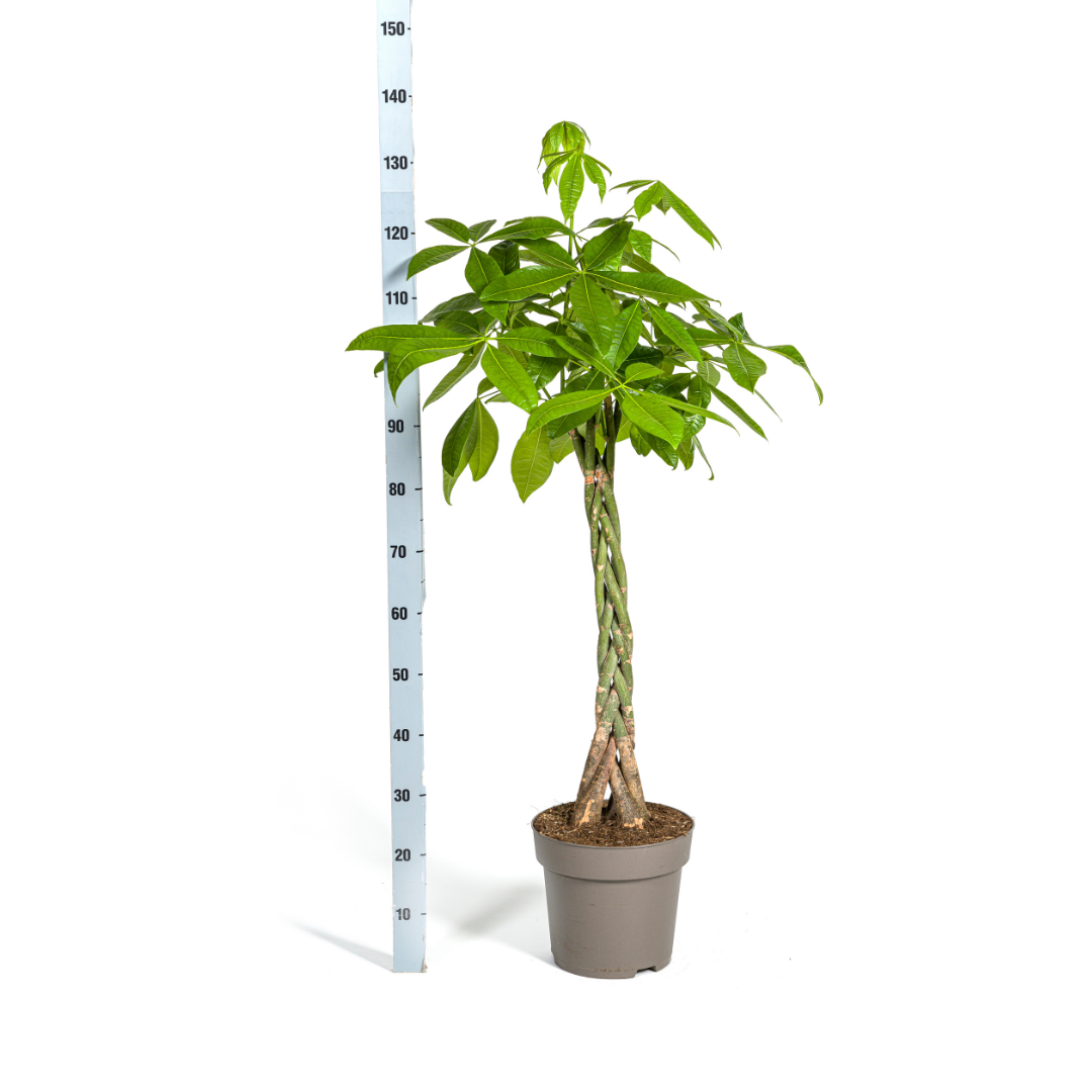 Pachira aquatica (Glückskastanie) Ø27 cm – ca. 130–150 cm