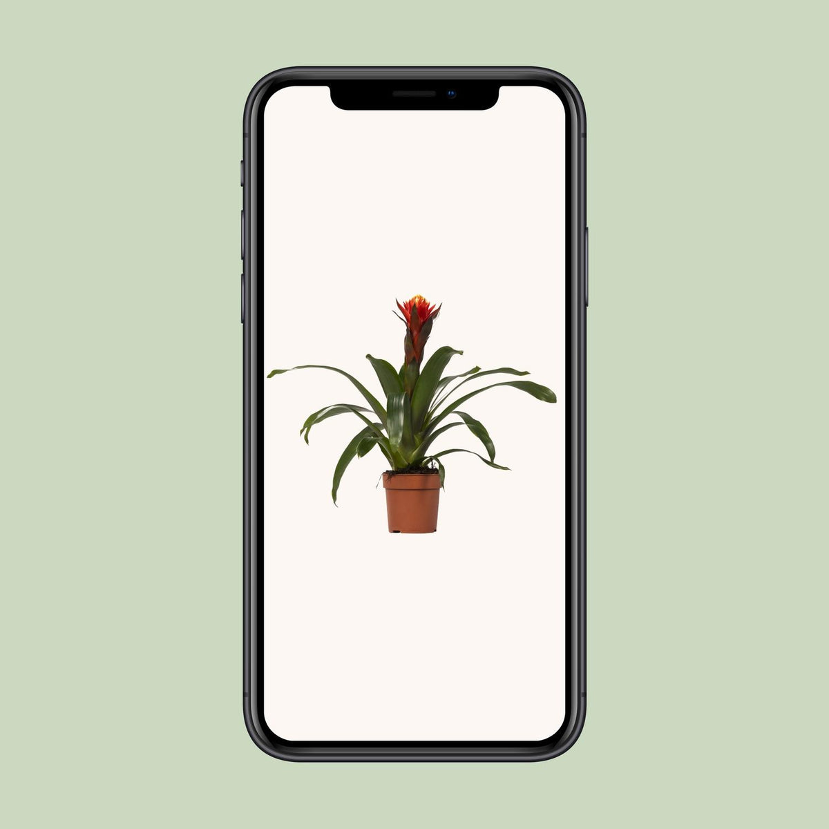 Guzmania Happiness (Bromelie)