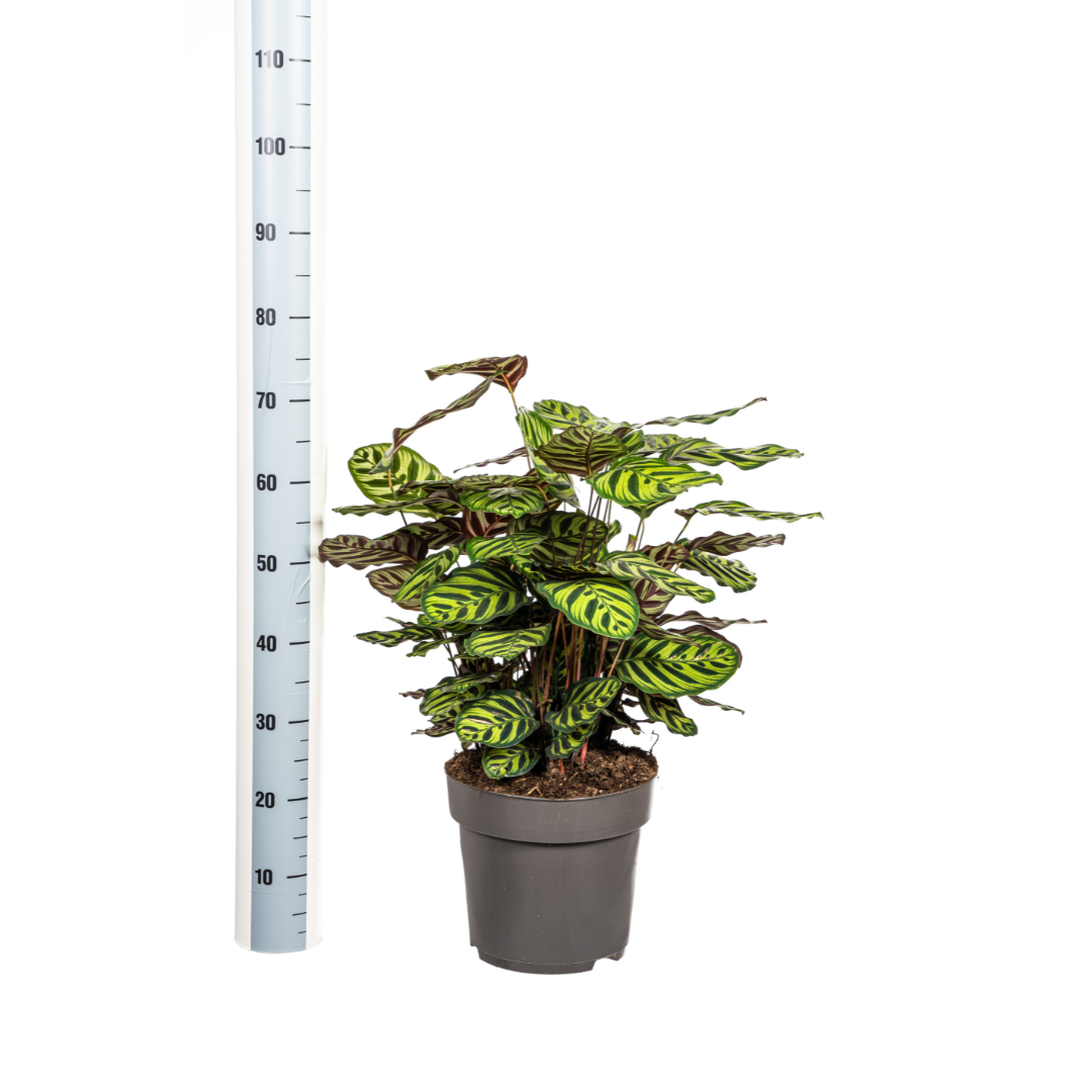 Calathea makoyana (Pfauen-Korbmarante) Ø27 cm – ca. 60–80 cm
