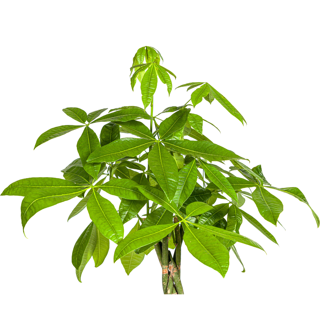 Pachira aquatica (Glückskastanie) Ø27 cm – ca. 130–150 cm
