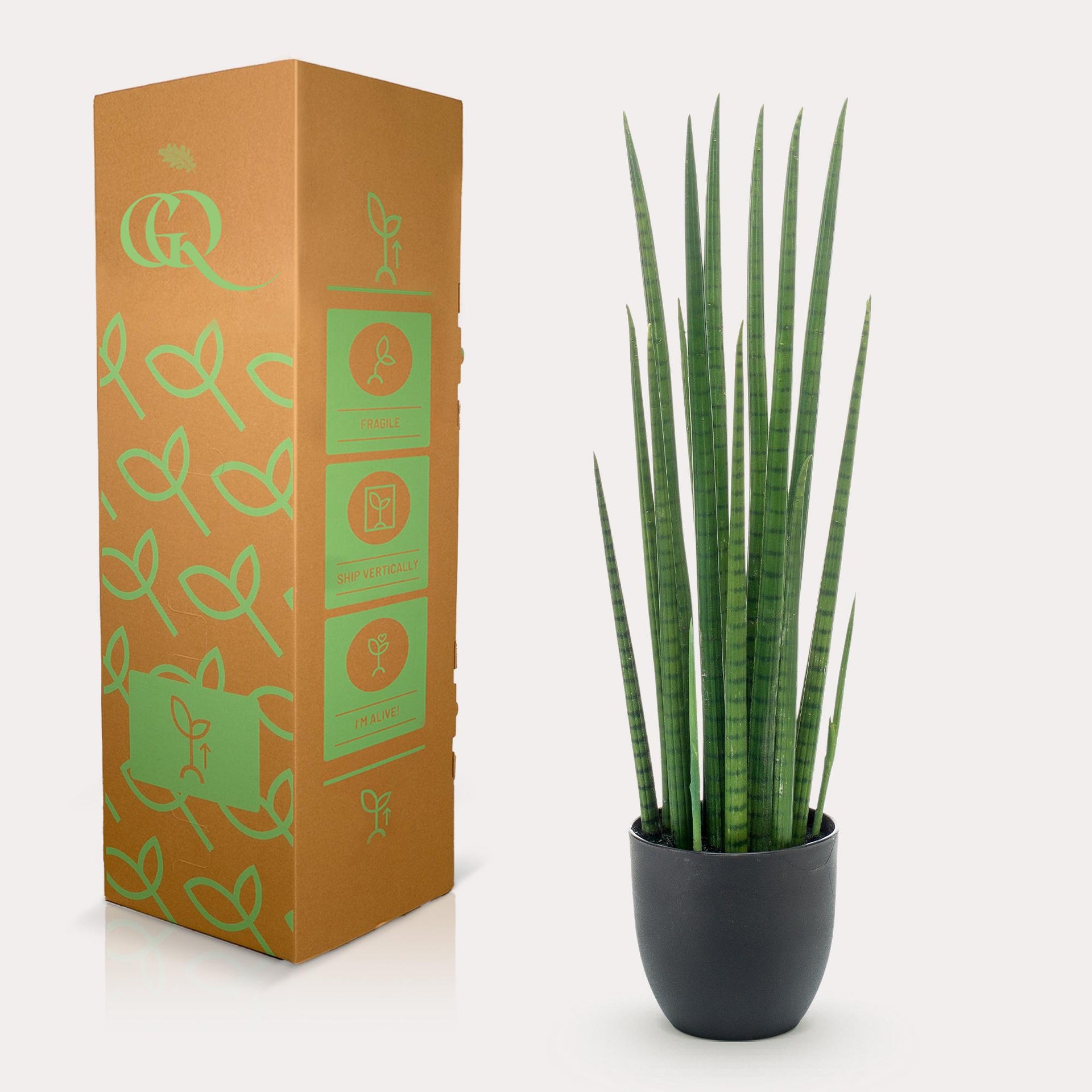 Kunstpflanze – Sansevieria Cylindrica – Bogenhanf – 70 cm