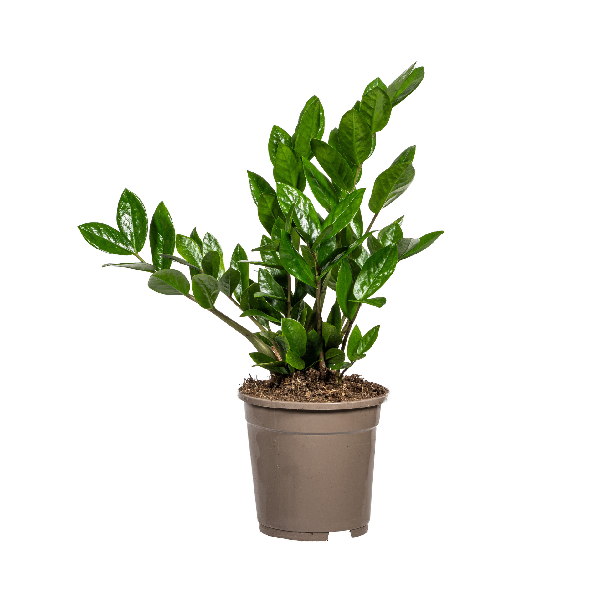 Zamioculcas zamiifolia (Glücksfeder) Ø17 cm – ca. 40–50 cm