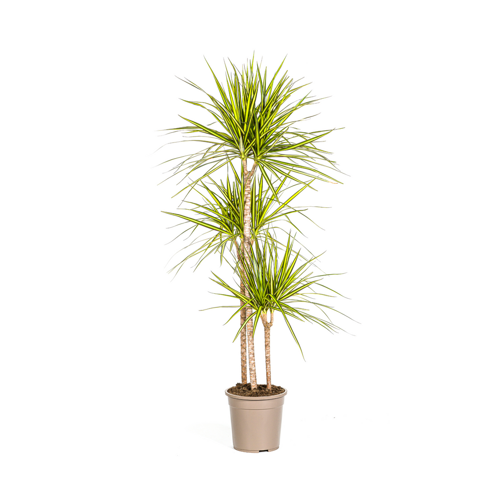 Dracaena Marginata Sunray Ø24cm - ↕130 - 150cm