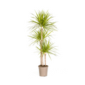 Dracaena Marginata Sunray Ø24cm - ↕130 - 150cm