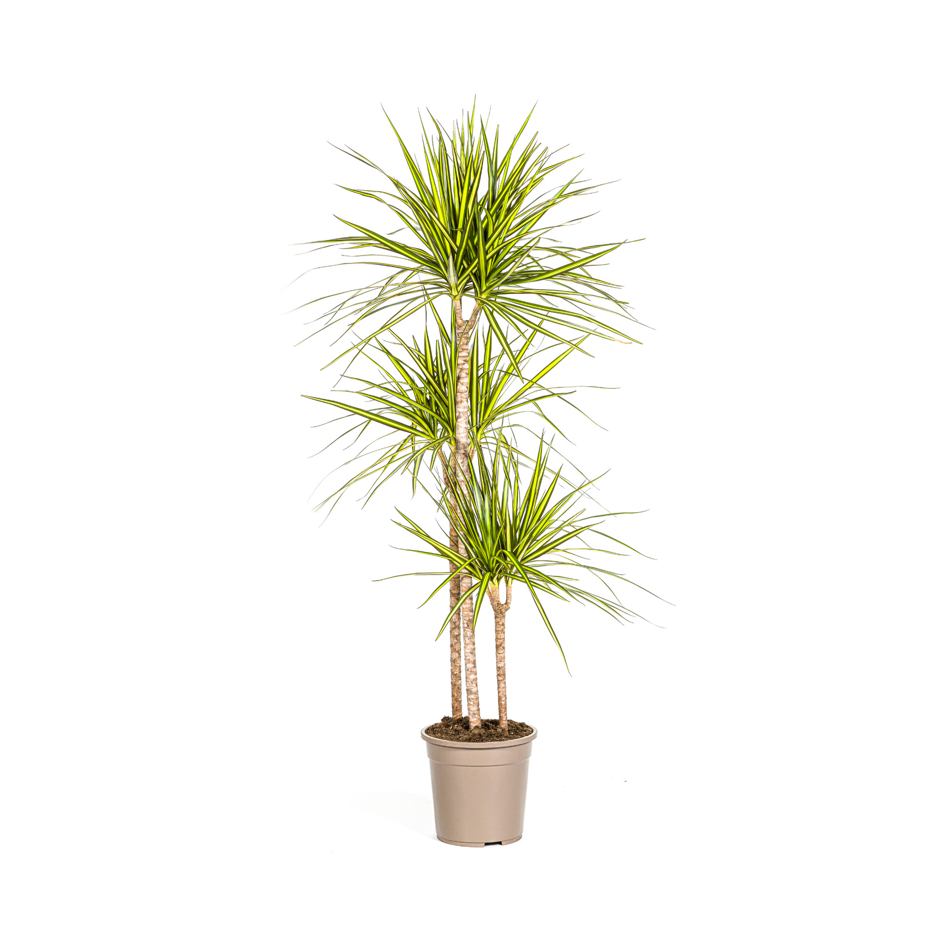 Dracaena marginata Sunray (Drachenbaum) Ø24 cm – ca. 130–150 cm
