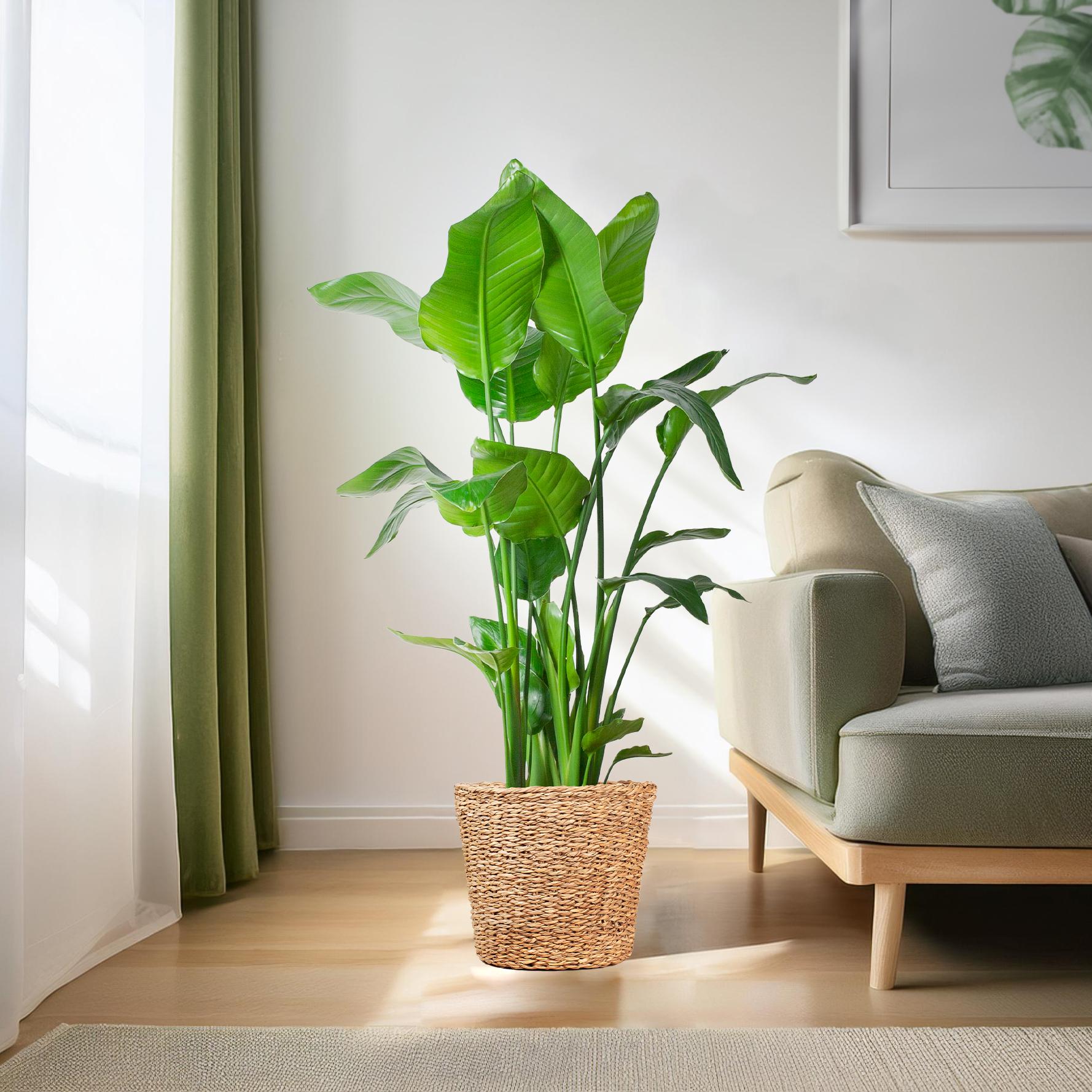 Strelitzia nicolai (Paradiesvogelpflanze) XL mit Torun-Korb