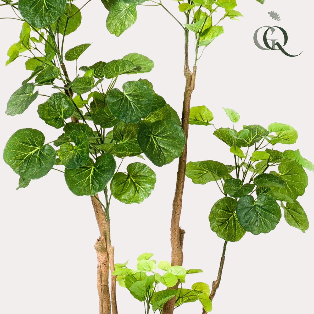 Kunstpflanze - Polyscias - Aralia