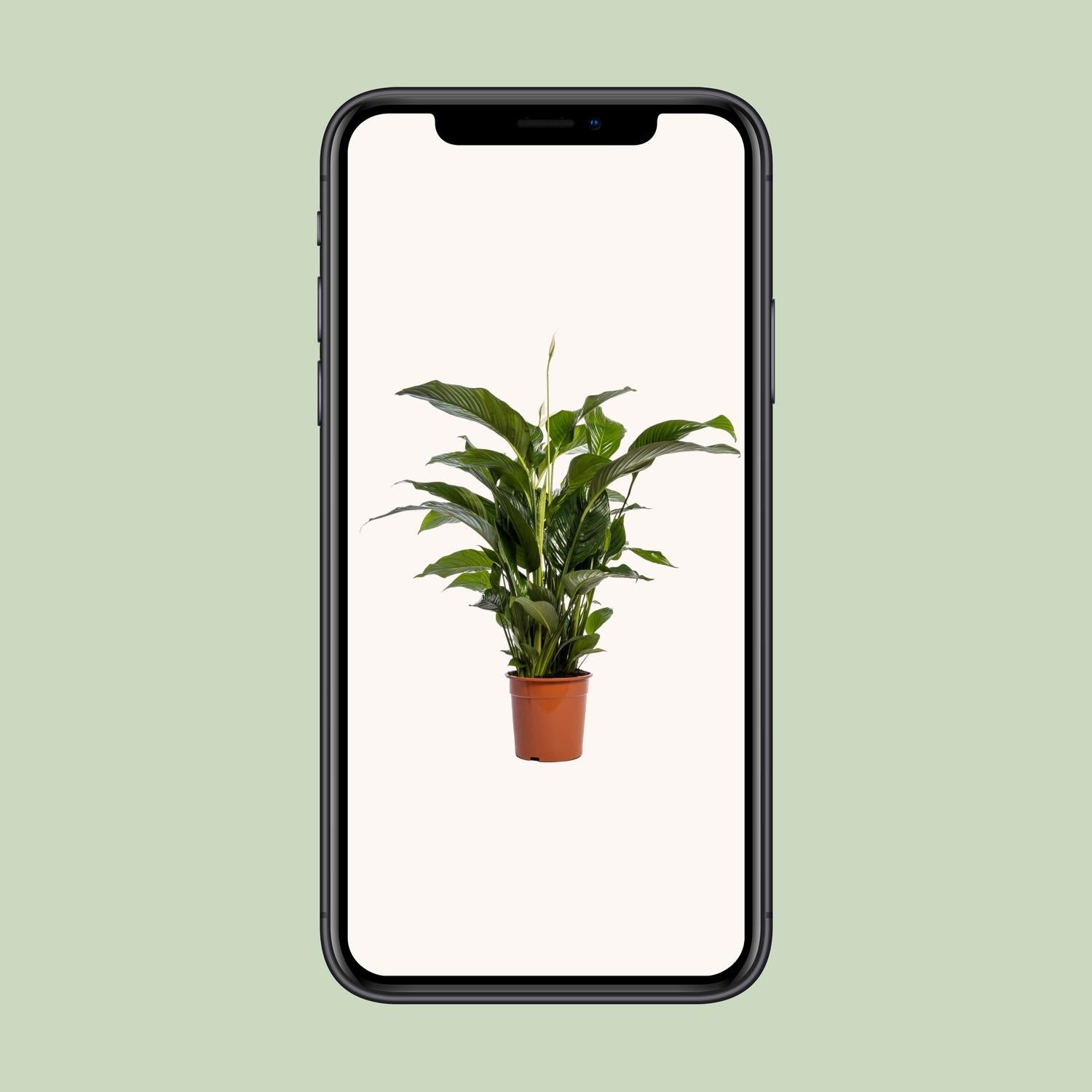 Spathiphyllum (Friedenslilie) Bellini – Ø24 cm – ca. 100 cm