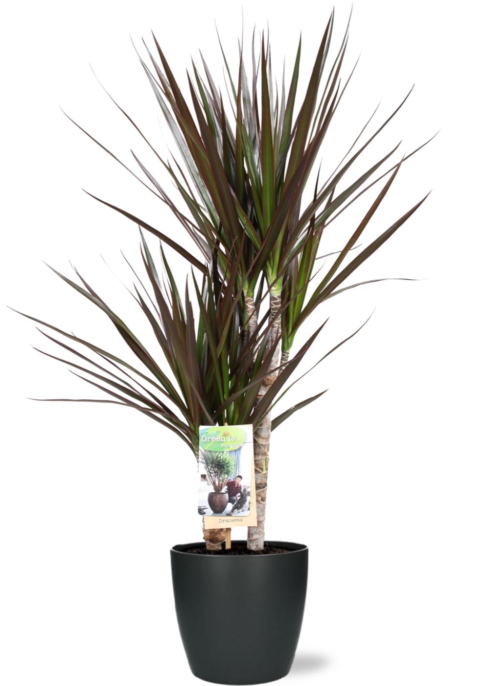 Dracaena Magenta (Drachenbaum) im Brussels-Topf Anthrazit – Ø17 cm – ca. 80 cm