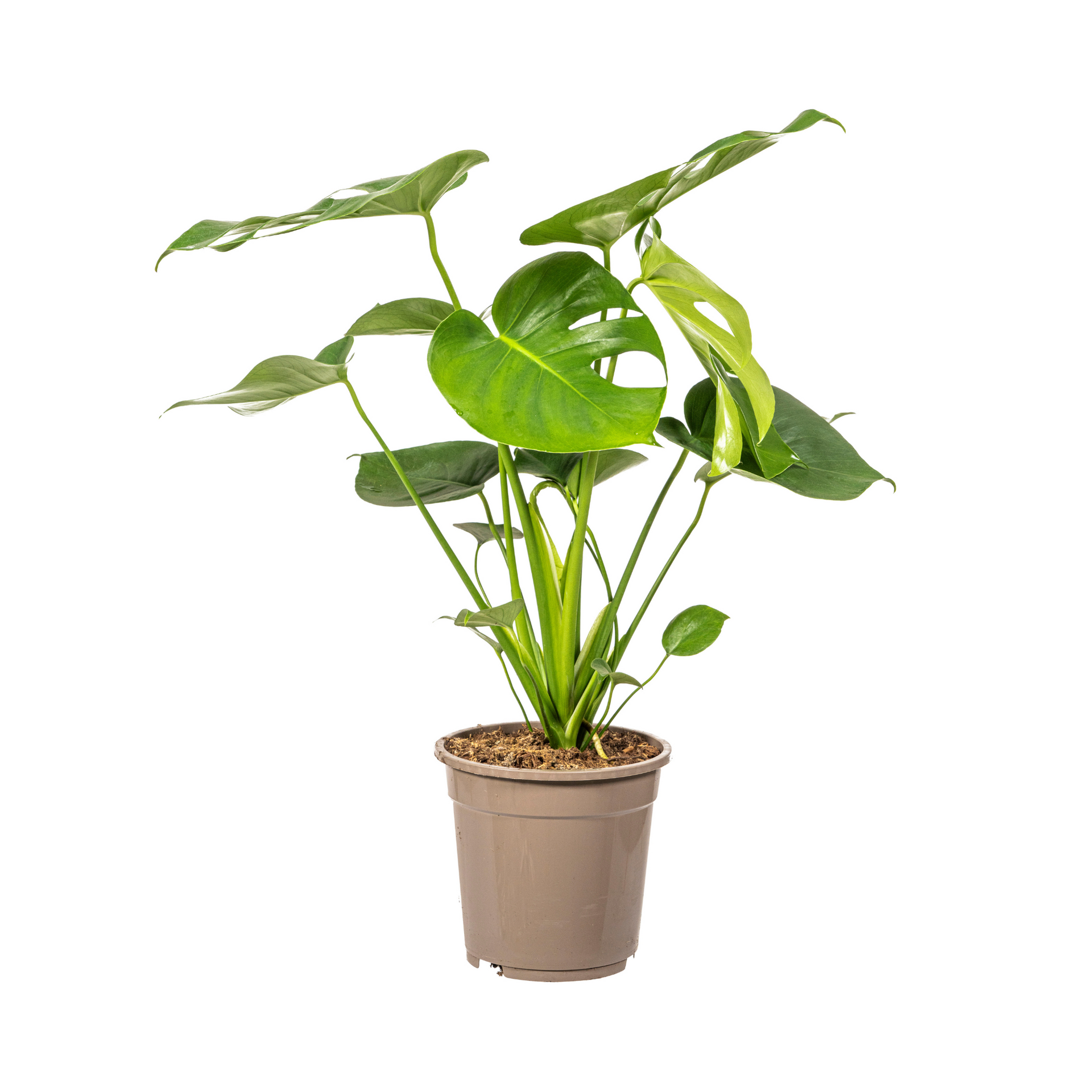 Monstera deliciosa Tauerii (Fensterblatt) Ø19 cm – ca. 70–90 cm