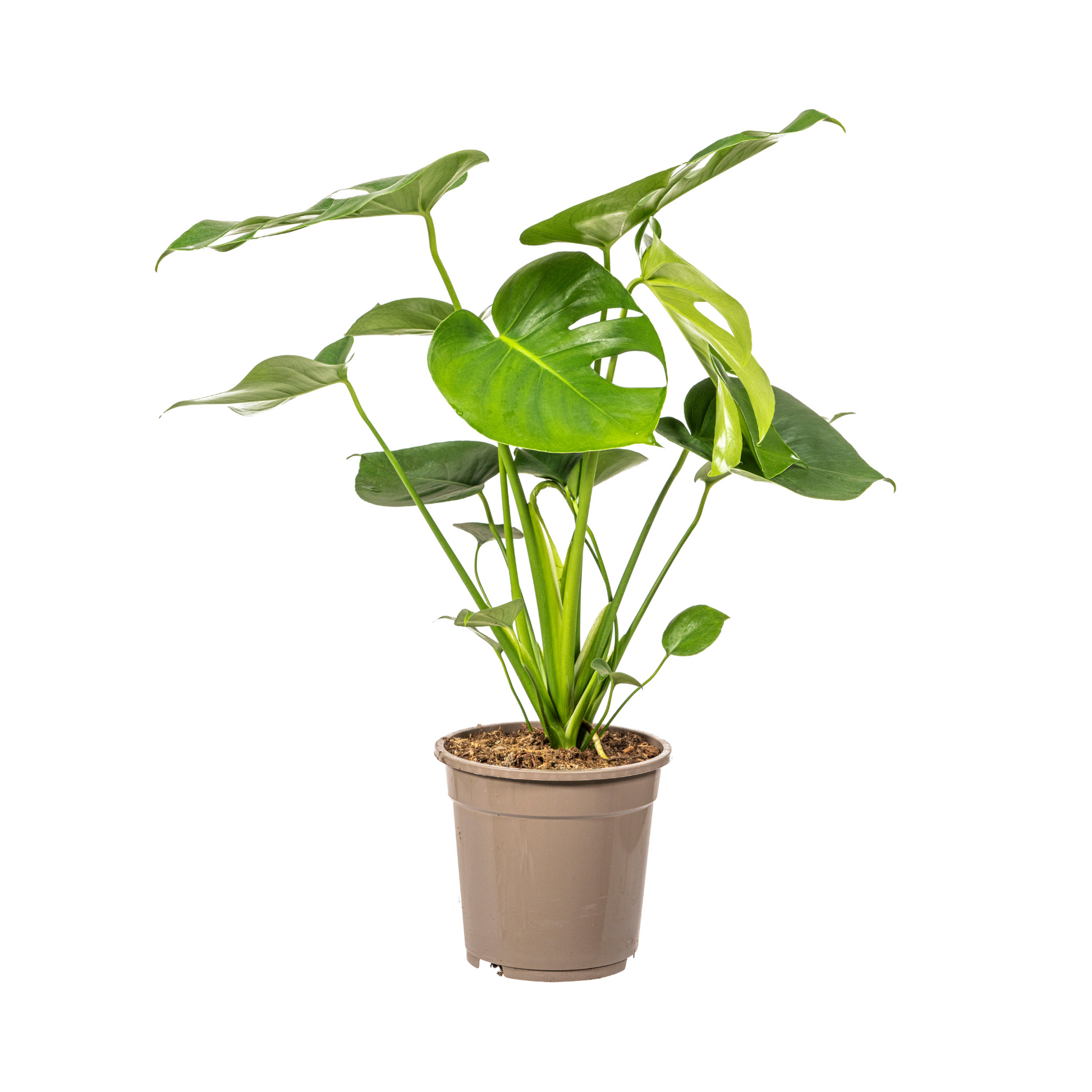 Monstera Deliciosa Tauerii Ø19cm - ↕70 - 90cm
