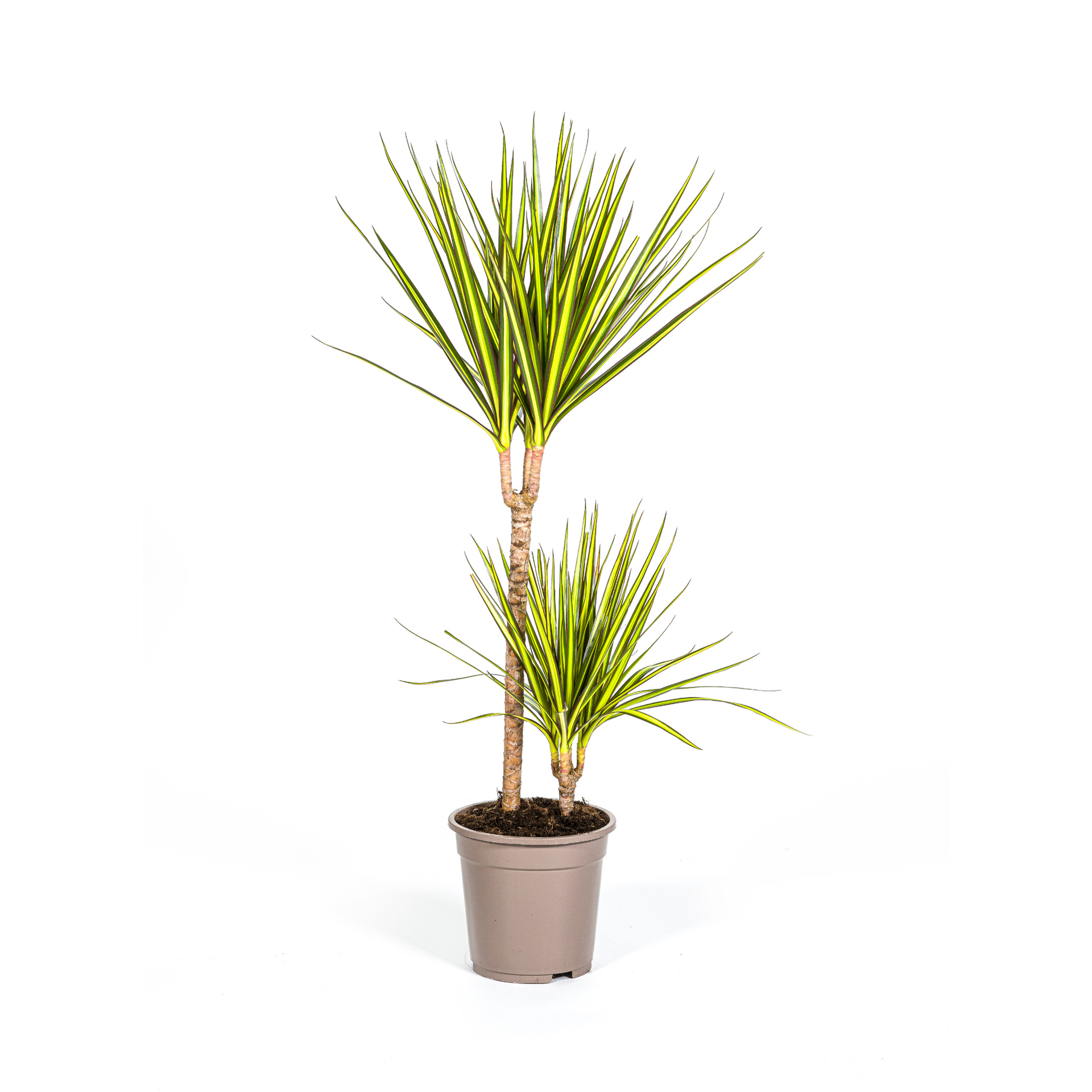 Dracaena marginata Sunray (Drachenbaum) Ø19 cm – ca. 80–100 cm