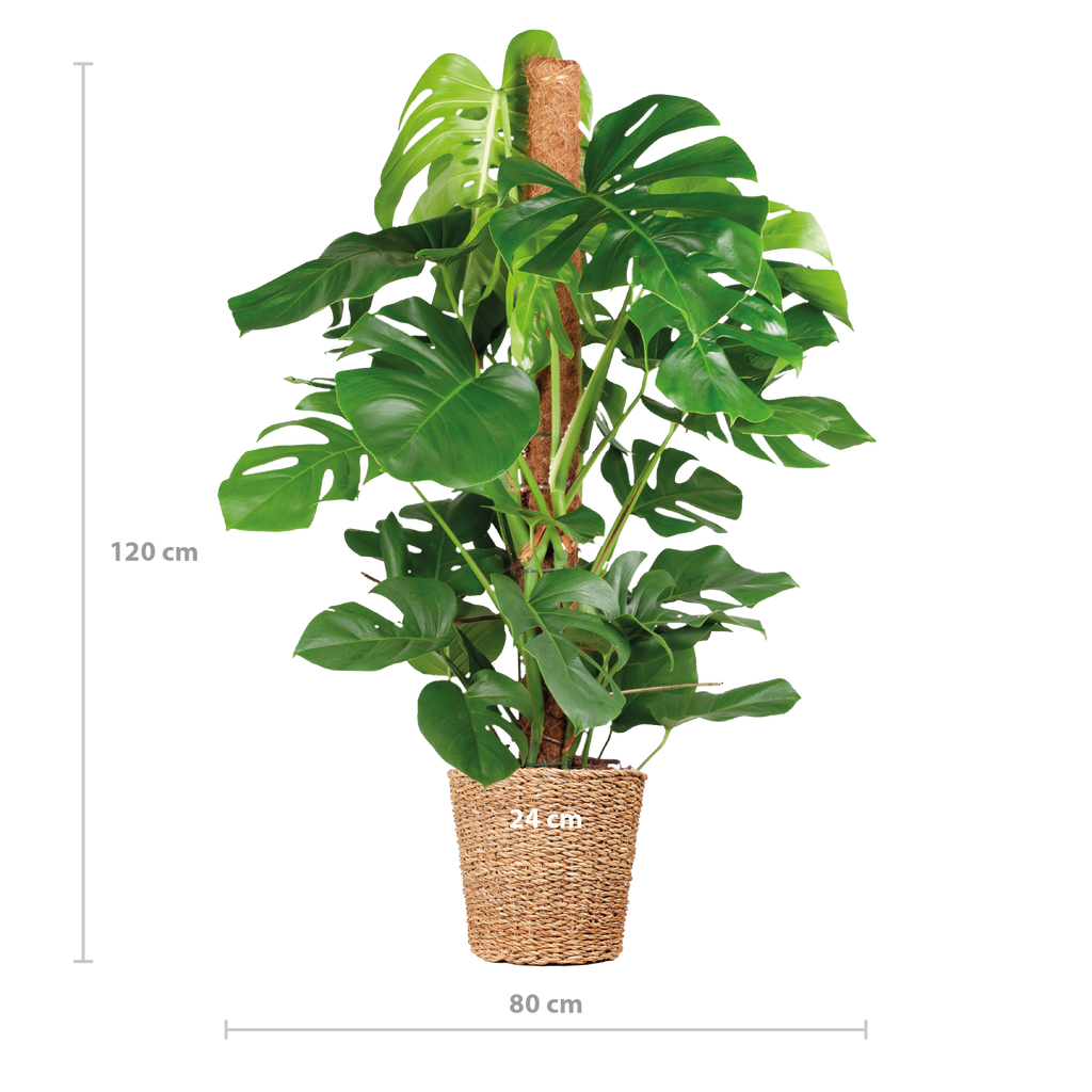 Monstera Deliciosa XL mit Torun-Korb – 120 cm – Ø24