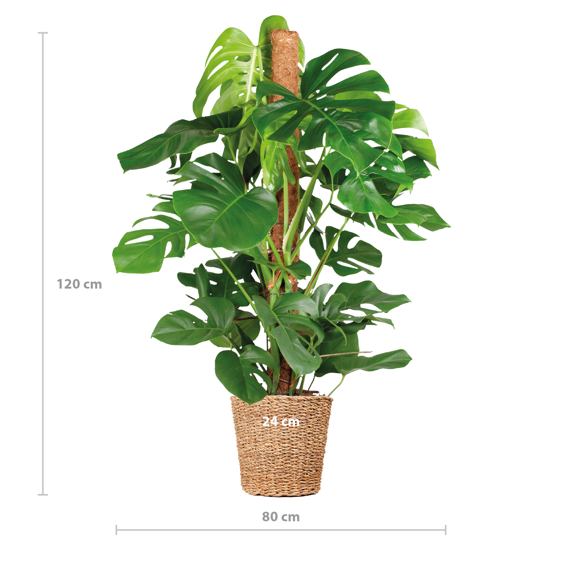 Monstera deliciosa (Fensterblatt) XL mit Torun-Korb