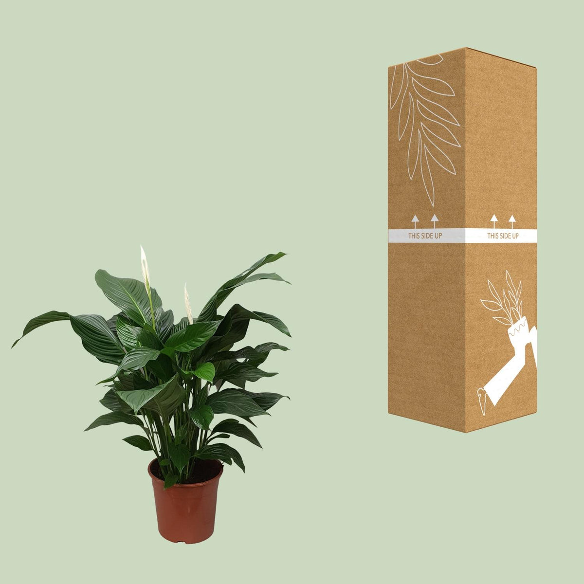 Spathiphyllum (Friedenslilie) Sweet Silvana