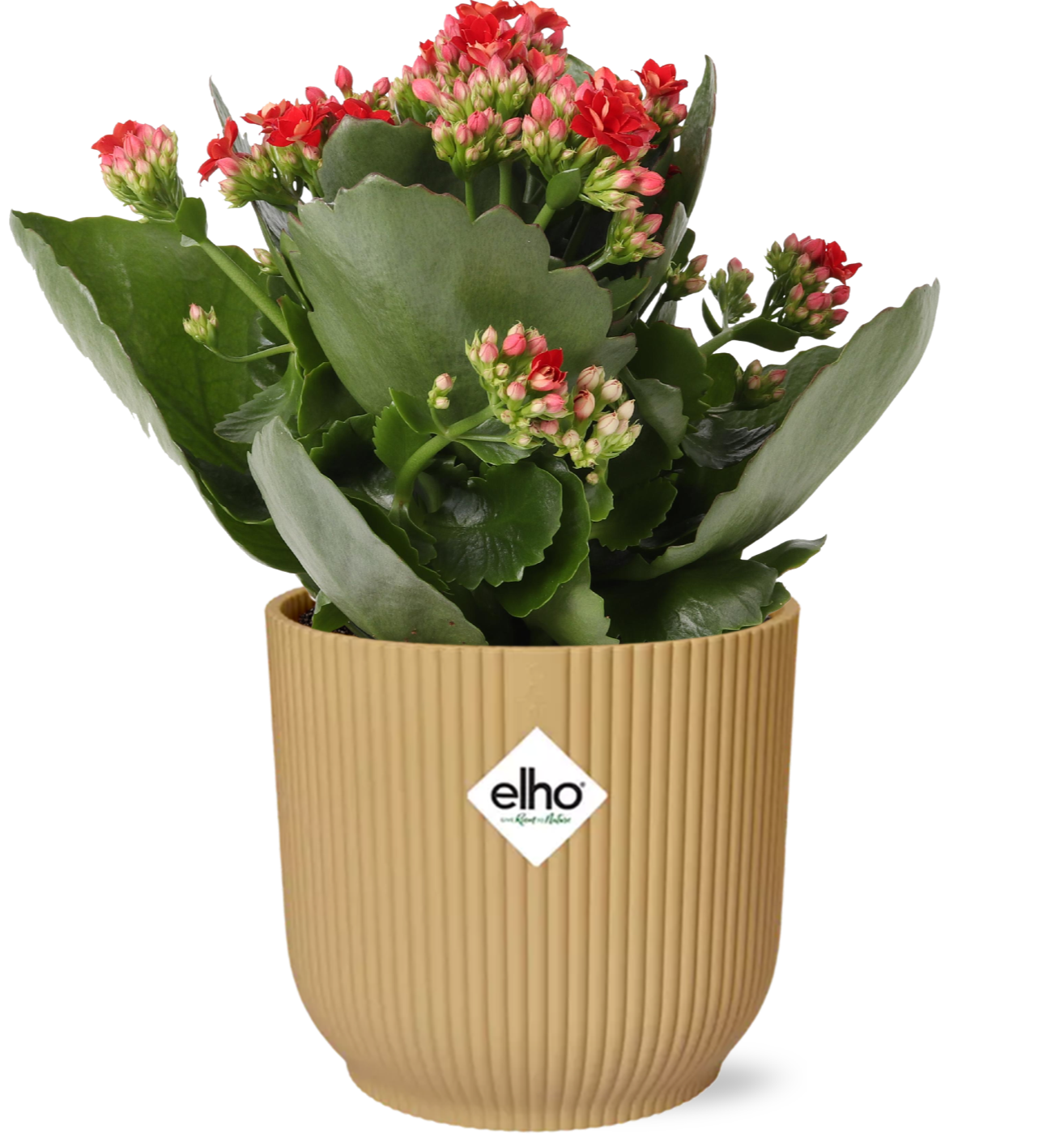 Kalanchoe Rosalina Don Justino Rot im ELHO Vibes Fold Topf Gelb – Ø14 cm