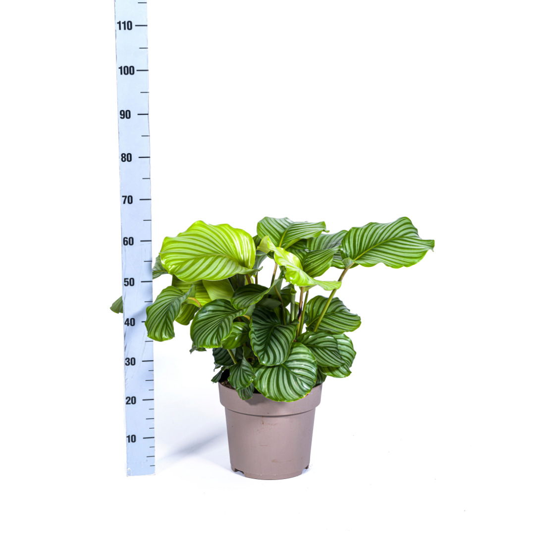 Calathea orbifolia (Korbmarante) Ø27 cm – ca. 70–90 cm