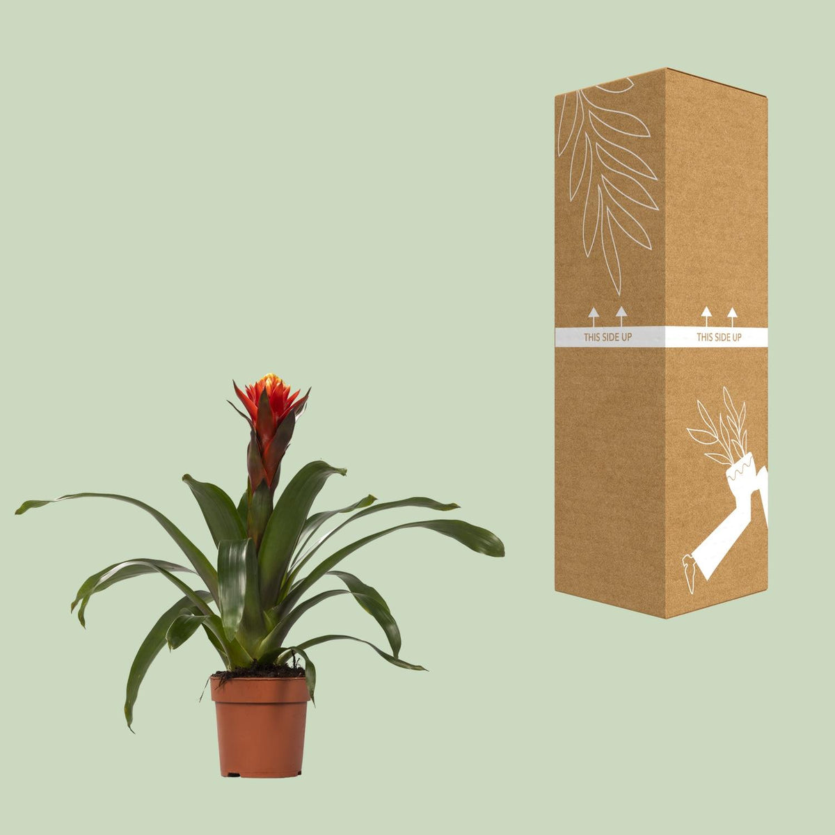 Guzmania Happiness (Bromelie)