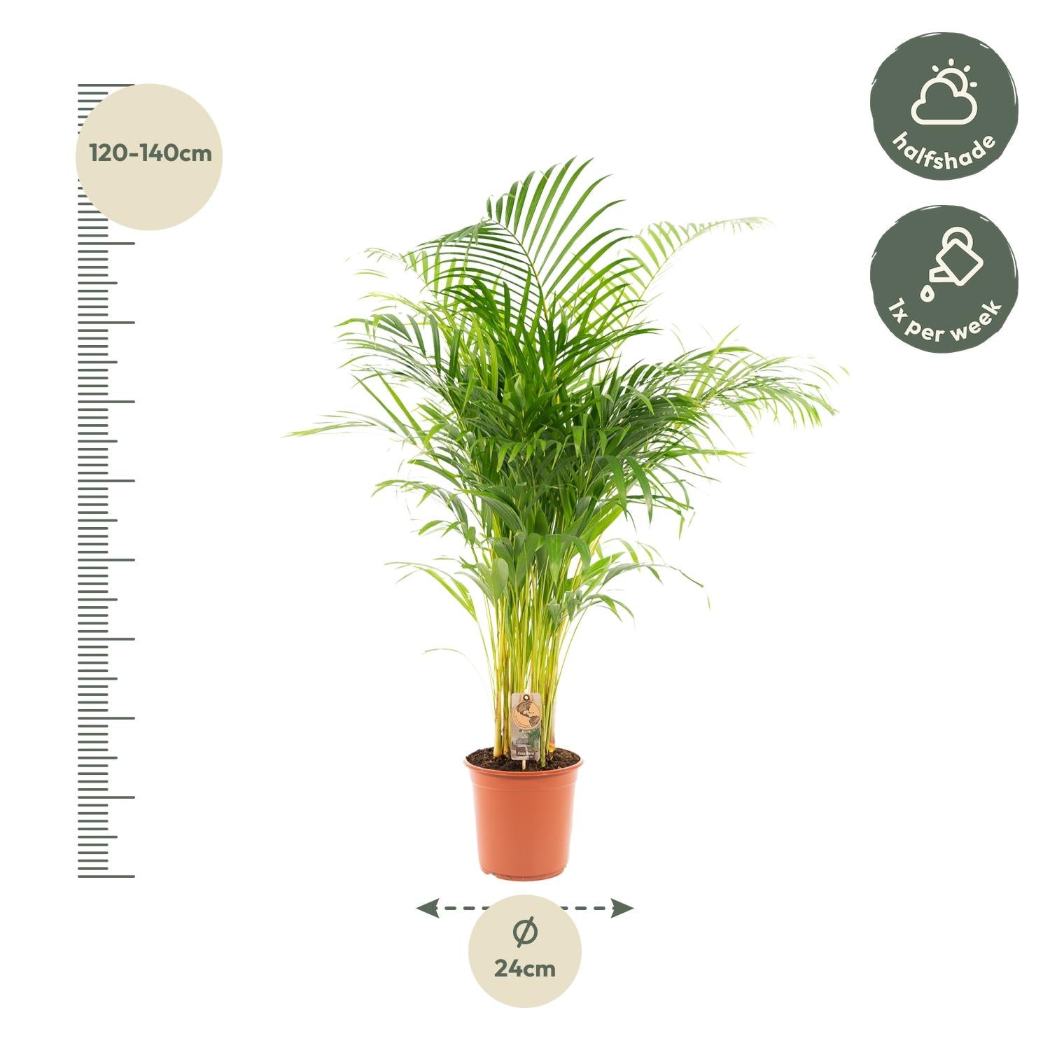 Areca-Palme (Goldfruchtpalme) – Ø21 cm – ca. 130 cm