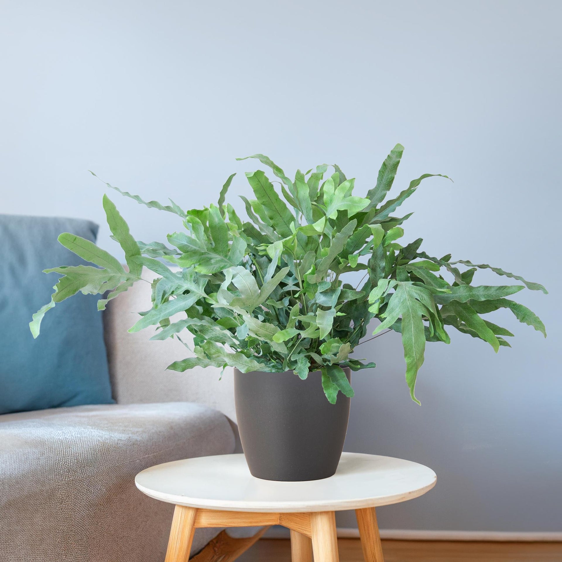 Phlebodium aureum 'Blue Star' (Blaufarn) mit Vibes-Topf Grau