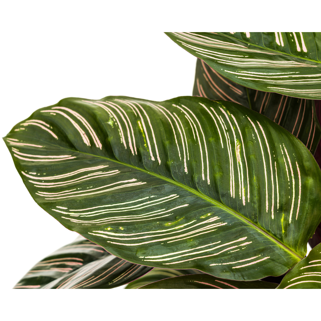 Calathea ornata Sanderiana (Korbmarante) Ø27 cm – ca. 60–80 cm