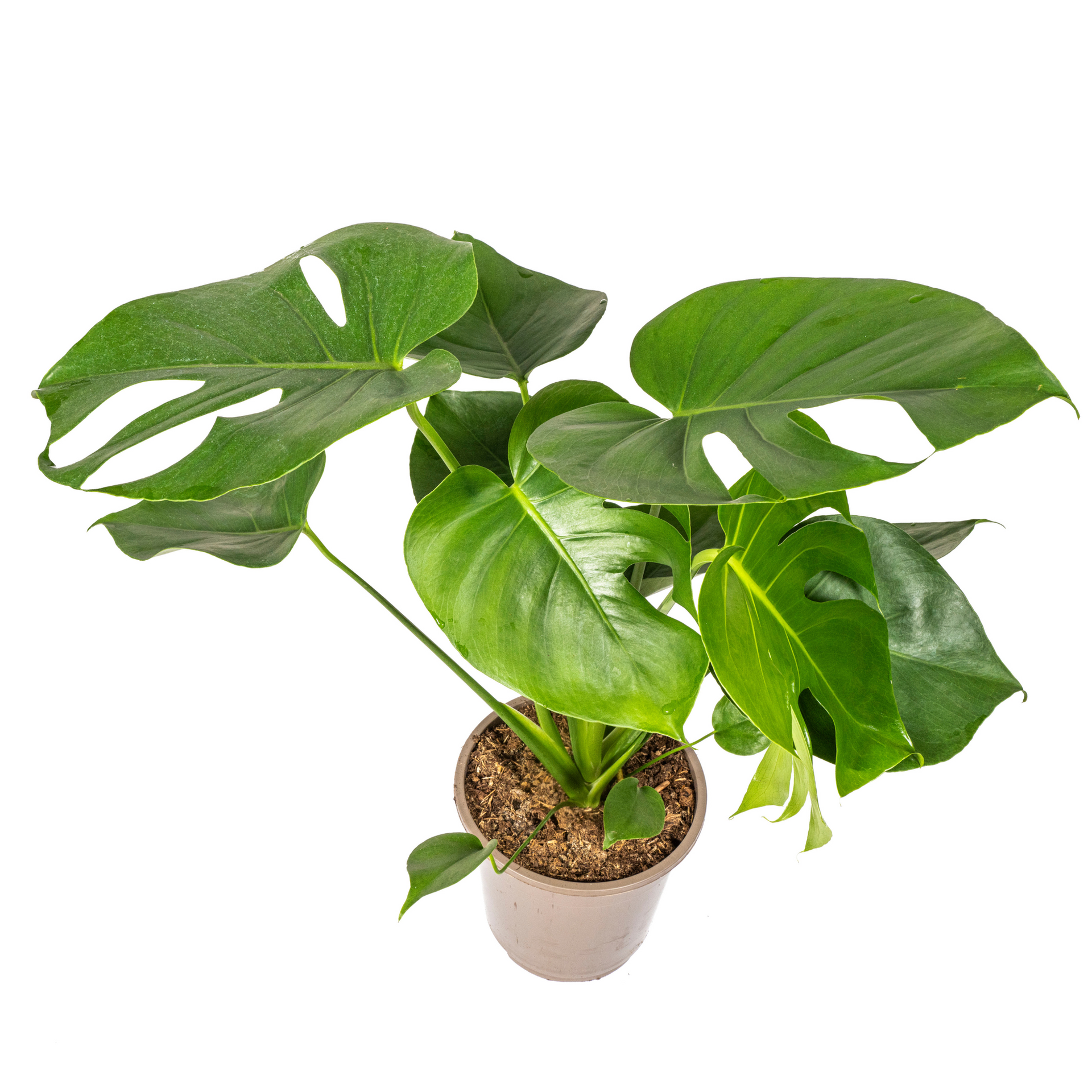 Monstera deliciosa Tauerii (Fensterblatt) Ø19 cm – ca. 70–90 cm