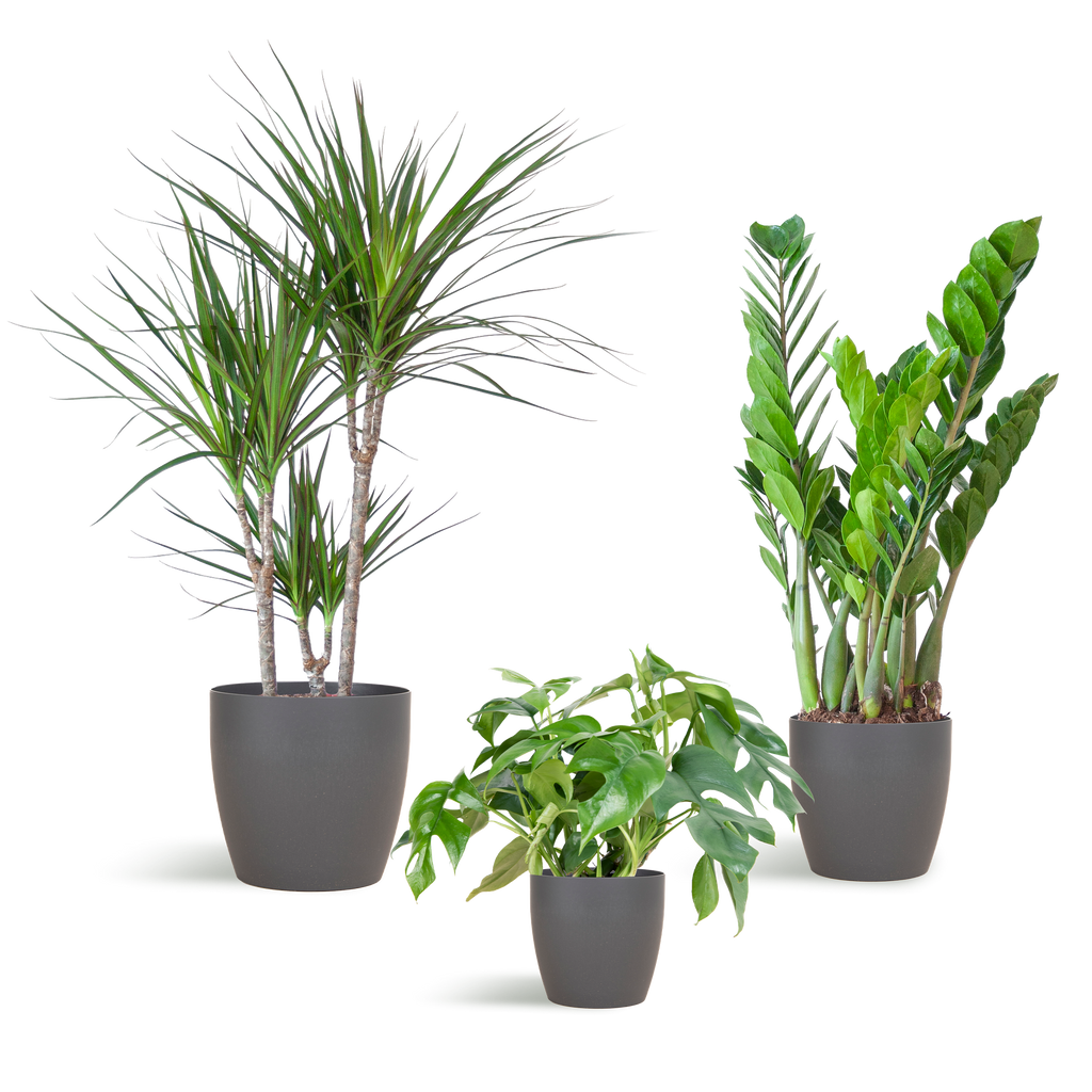 Shade Plant Box – medium – mit Vibers-Topf grau