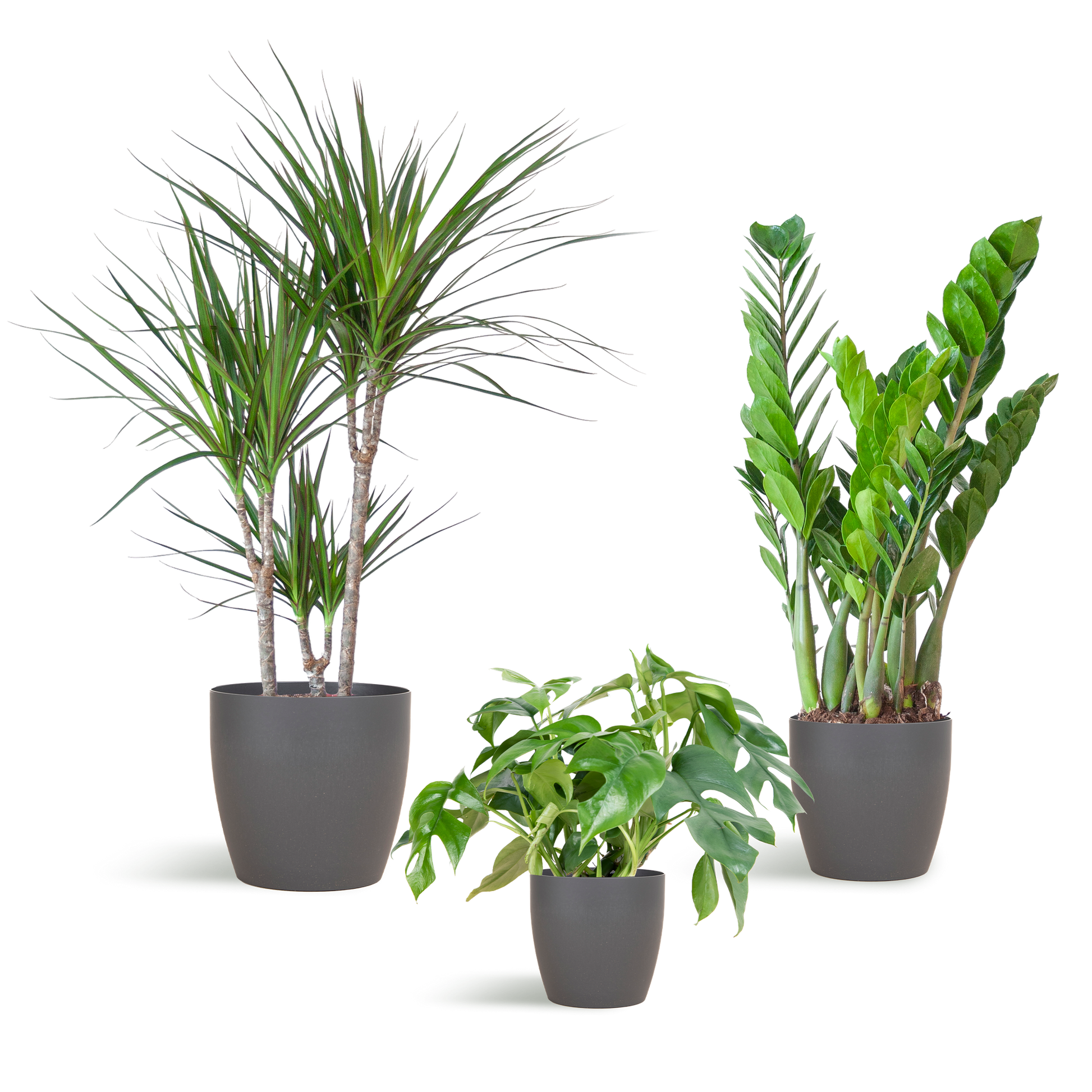 Shade Plant Box – medium – mit Vibers-Topf grau