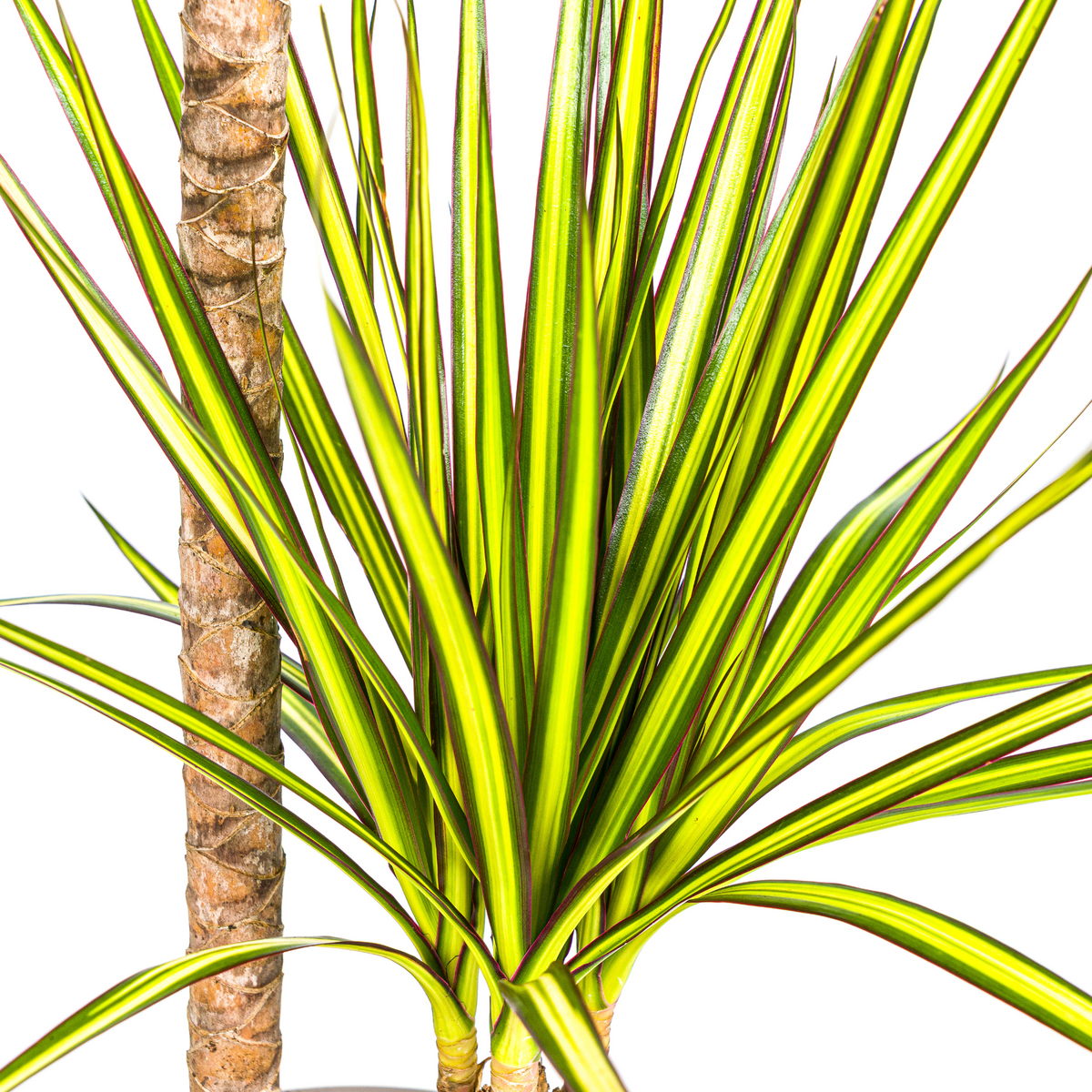 Dracaena marginata Sunray (Drachenbaum)