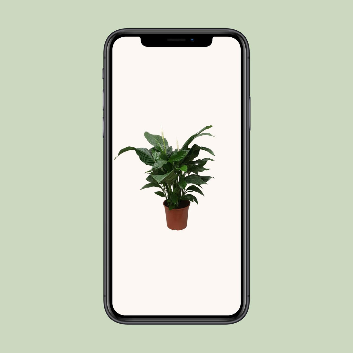 Spathiphyllum (Friedenslilie) Sweet Silvana