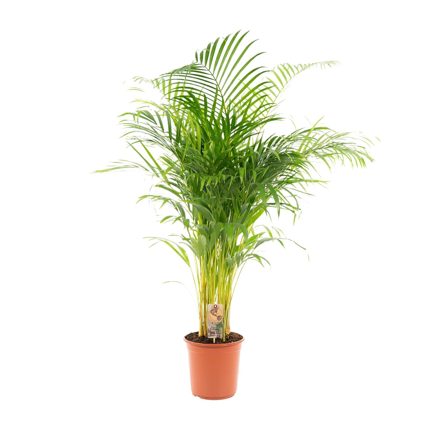Areca-Palme (Goldfruchtpalme) – Ø21 cm – ca. 130 cm
